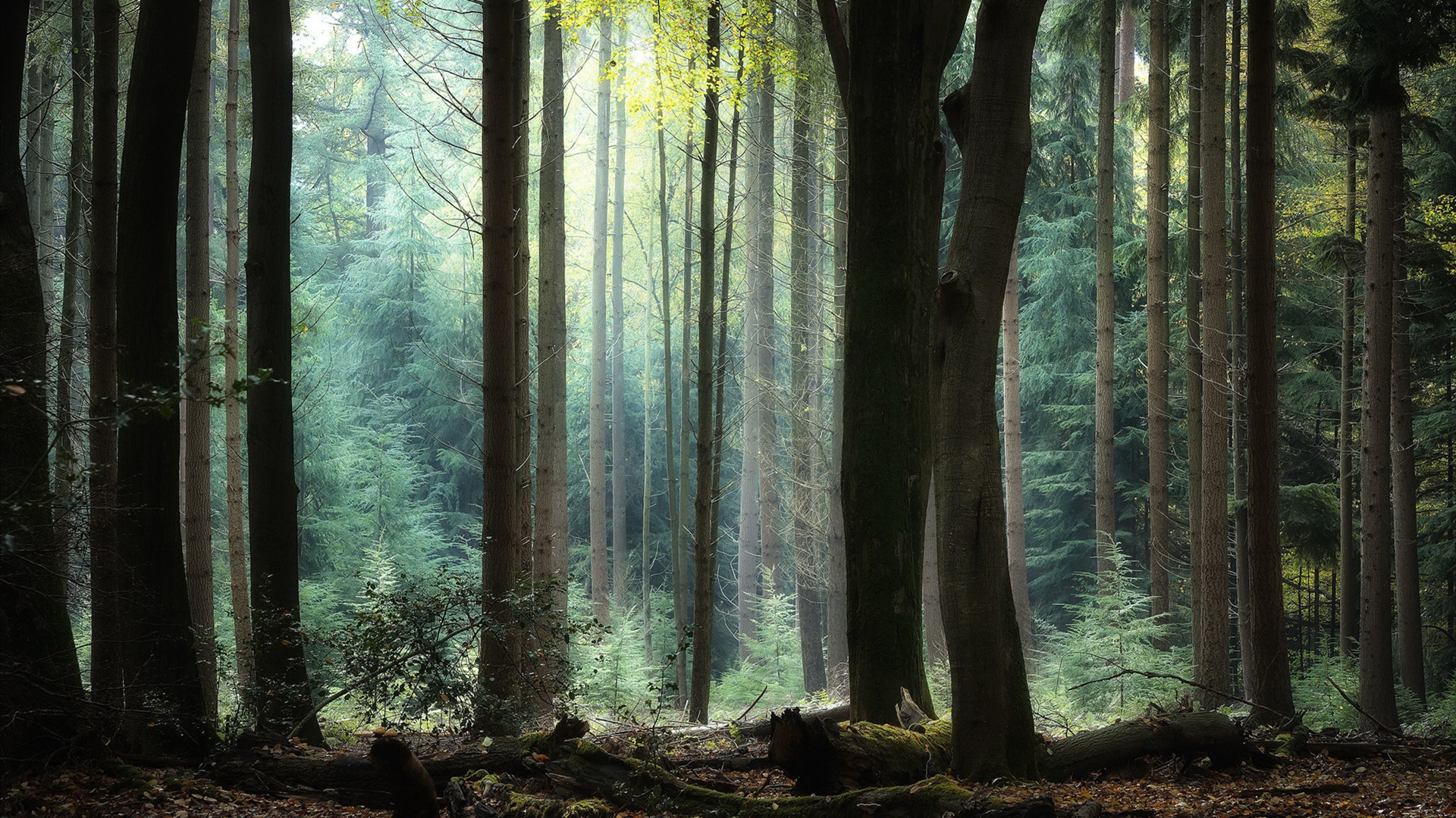 自然风光,树林,阳光,清晨