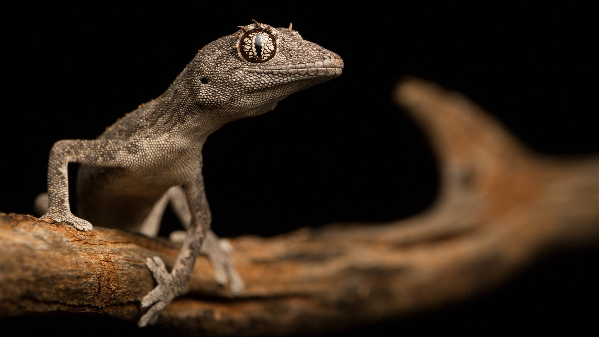 野生动物,蜥蜴,两栖动物