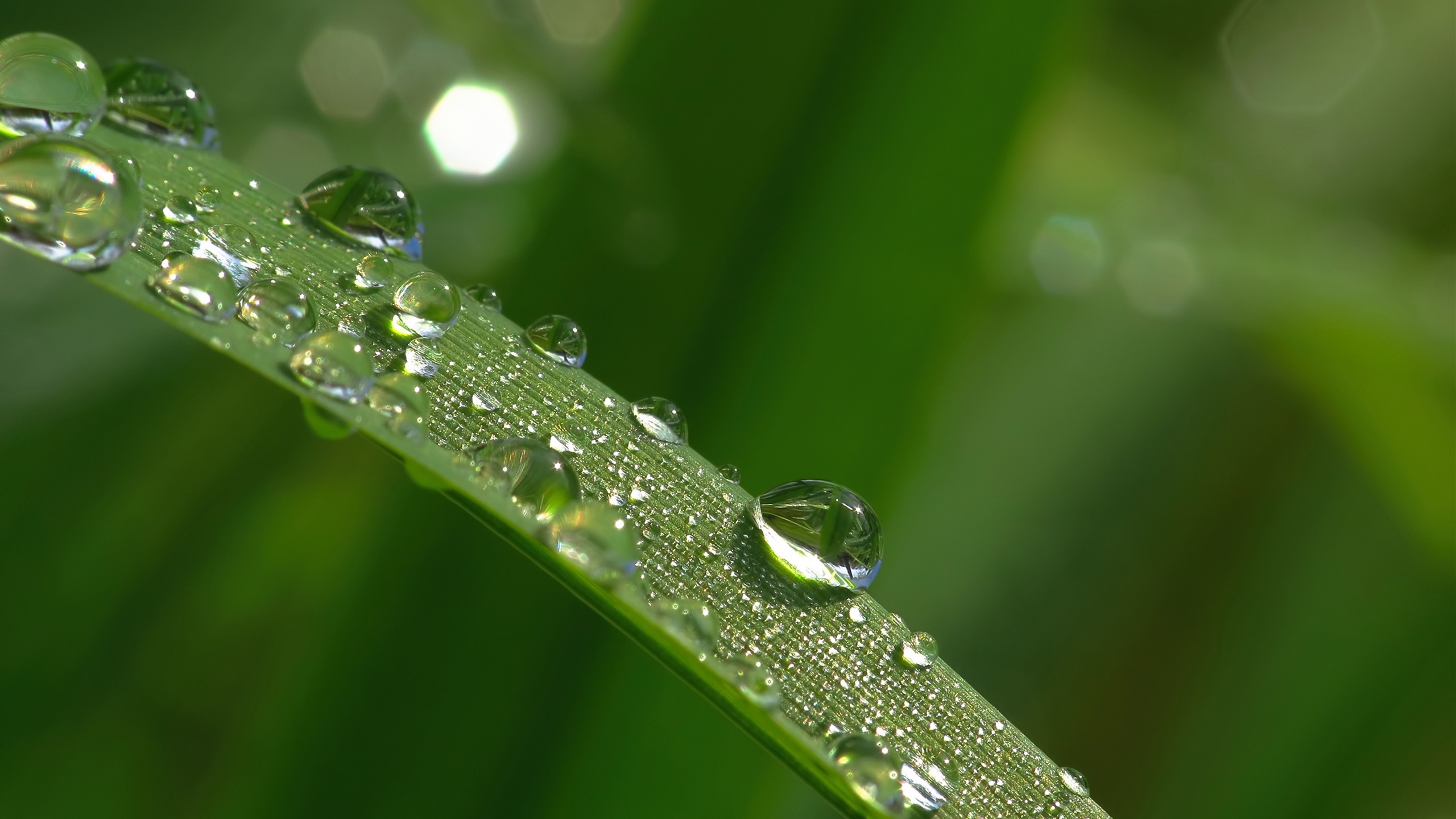 护眼壁纸,露水,绿色