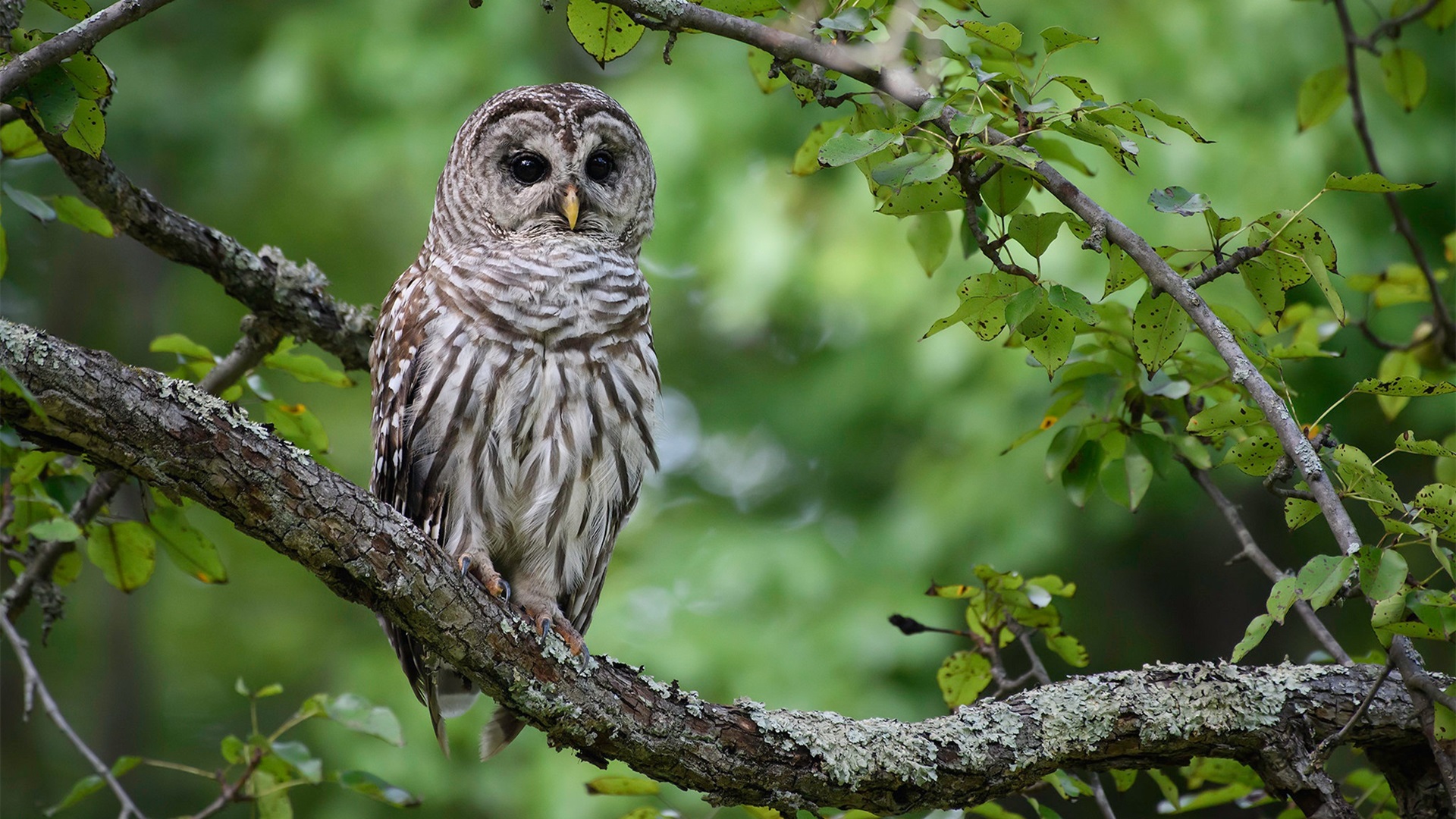 野生动物,猫头鹰