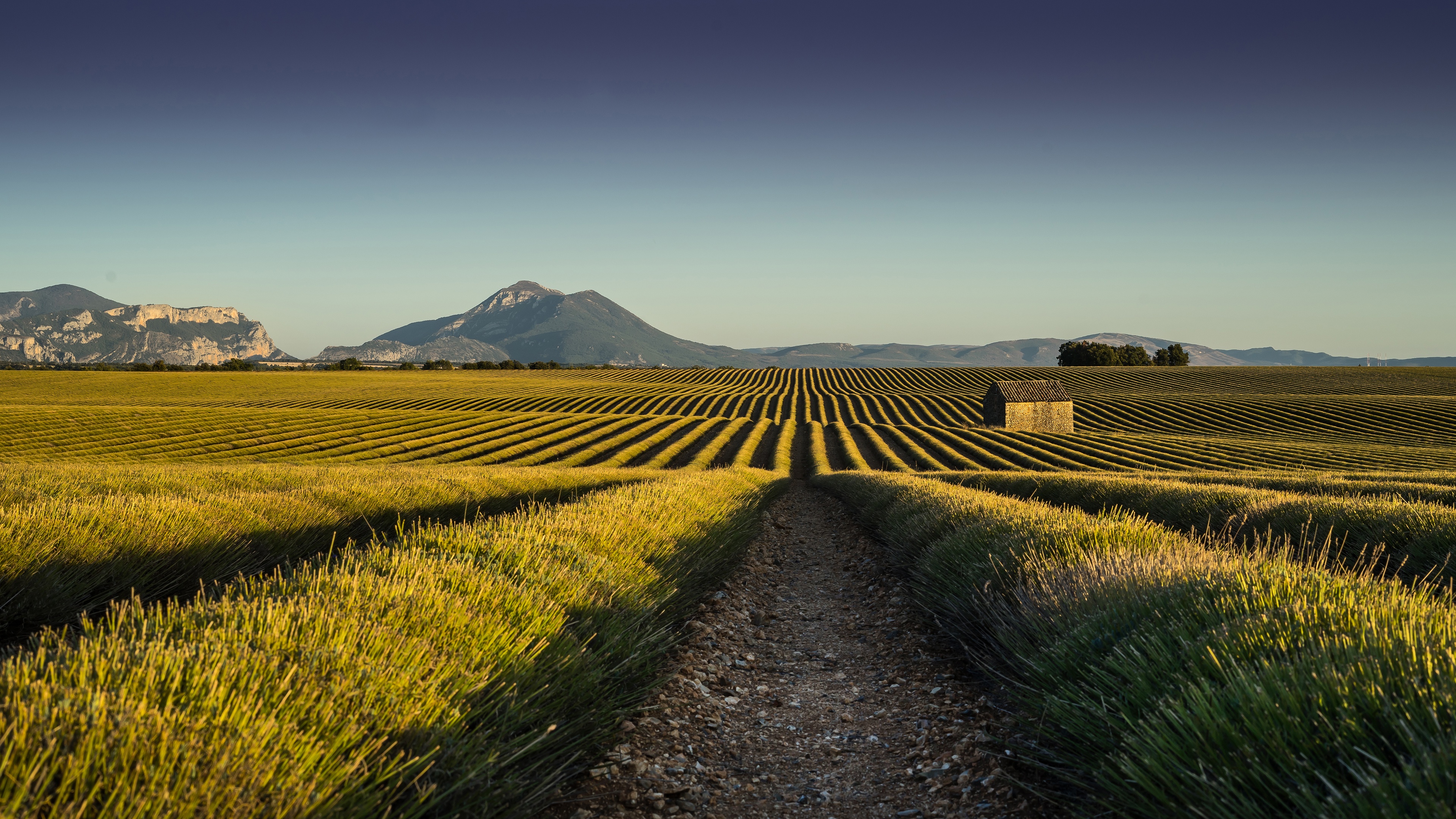 农场,收货,麦田,平原