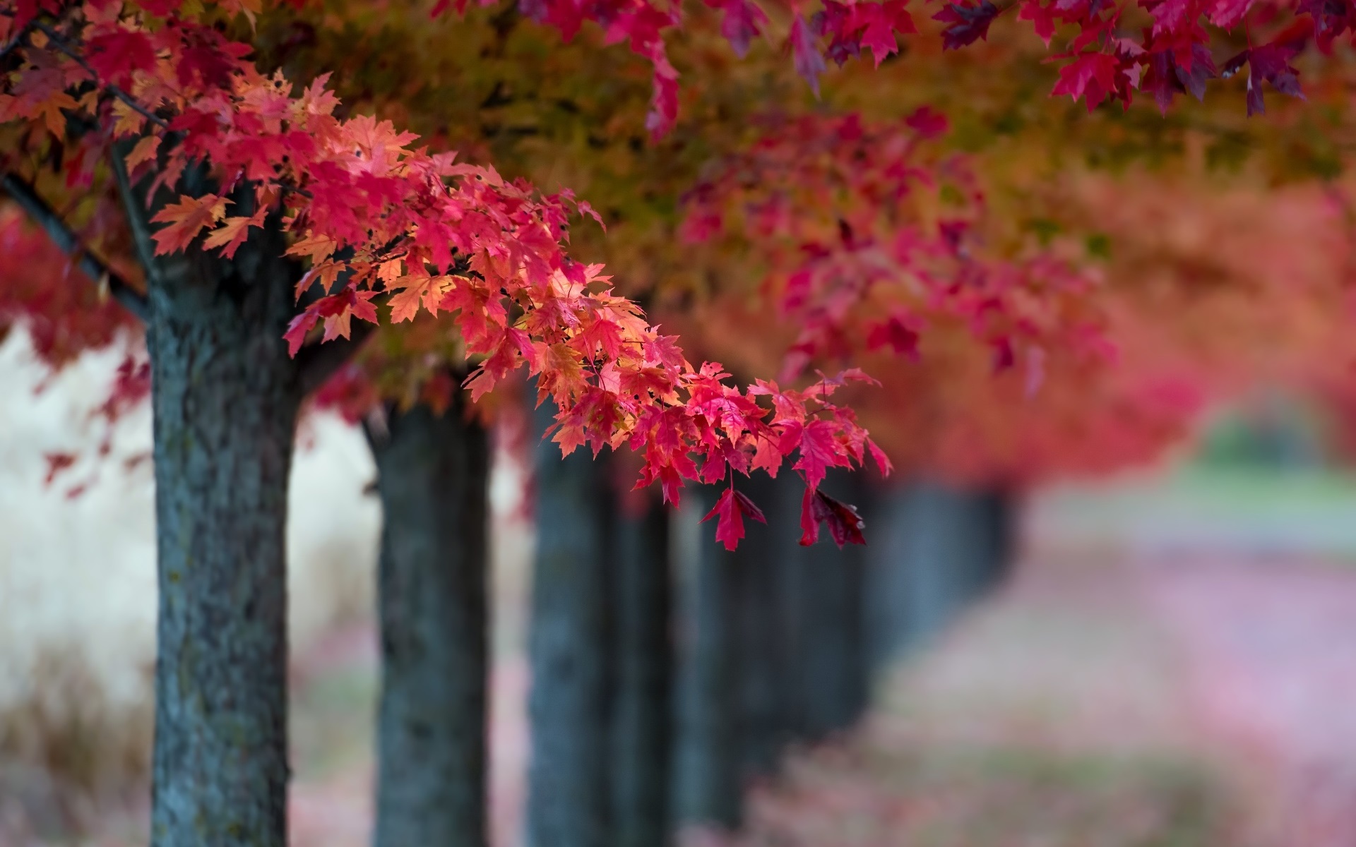 秋意正浓,红枫,枫树