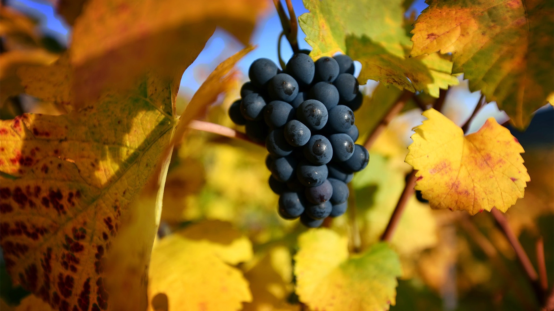 动感水果,葡萄,成熟