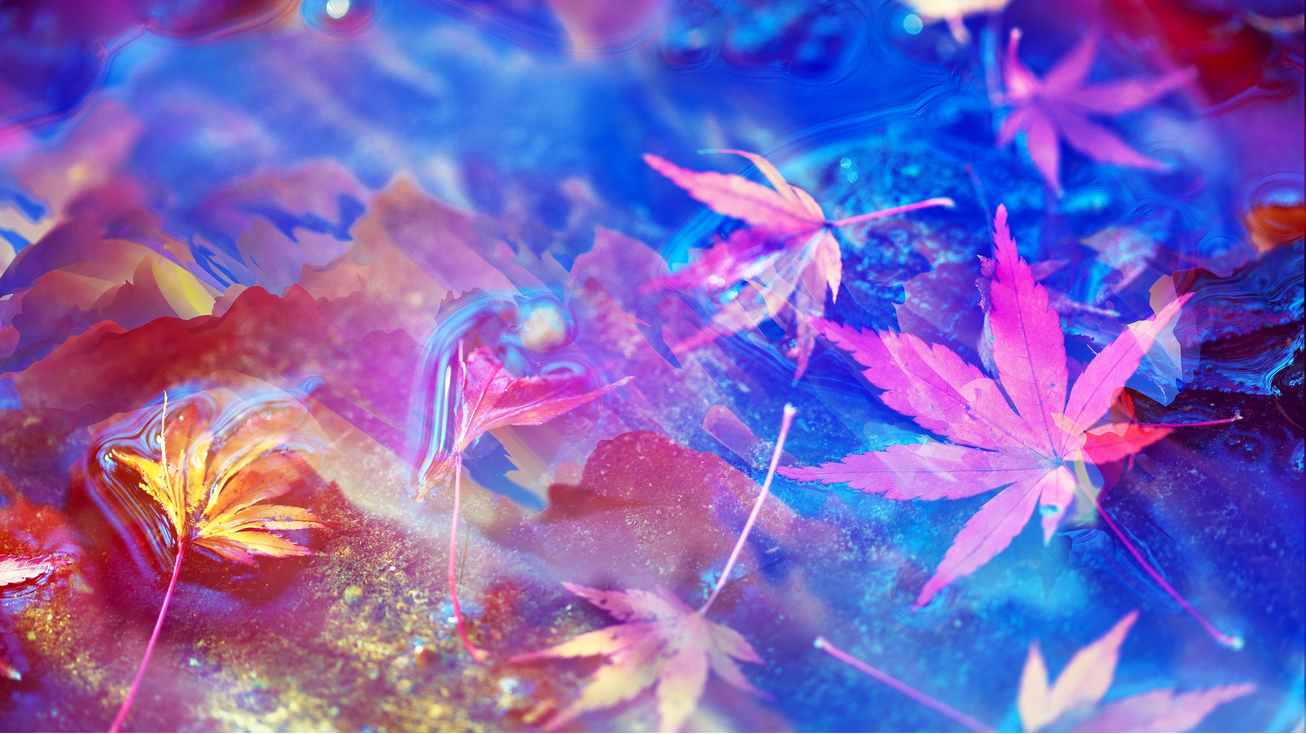 枫叶,五彩,梦幻