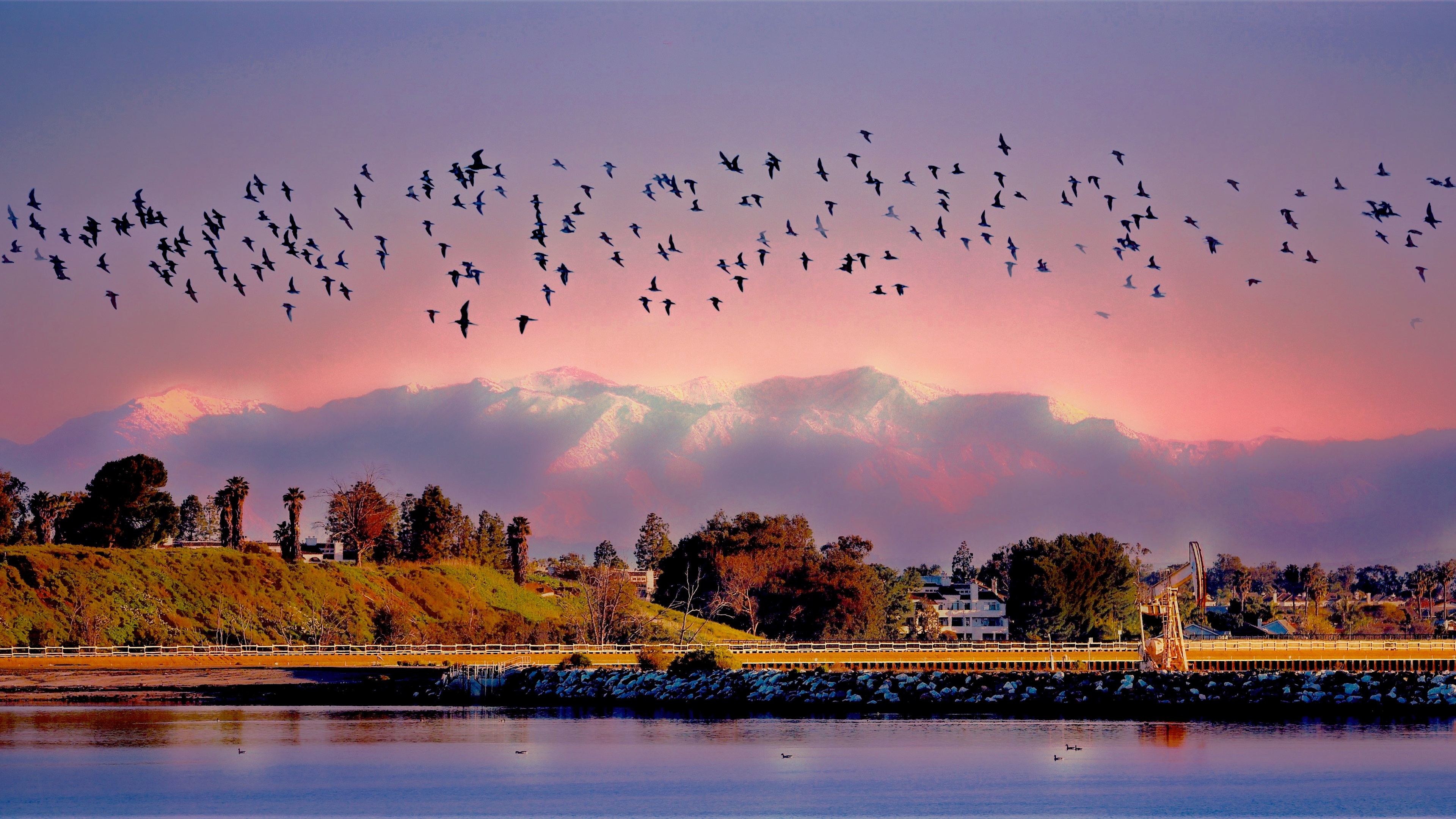 晚霞,候鸟,迁徙