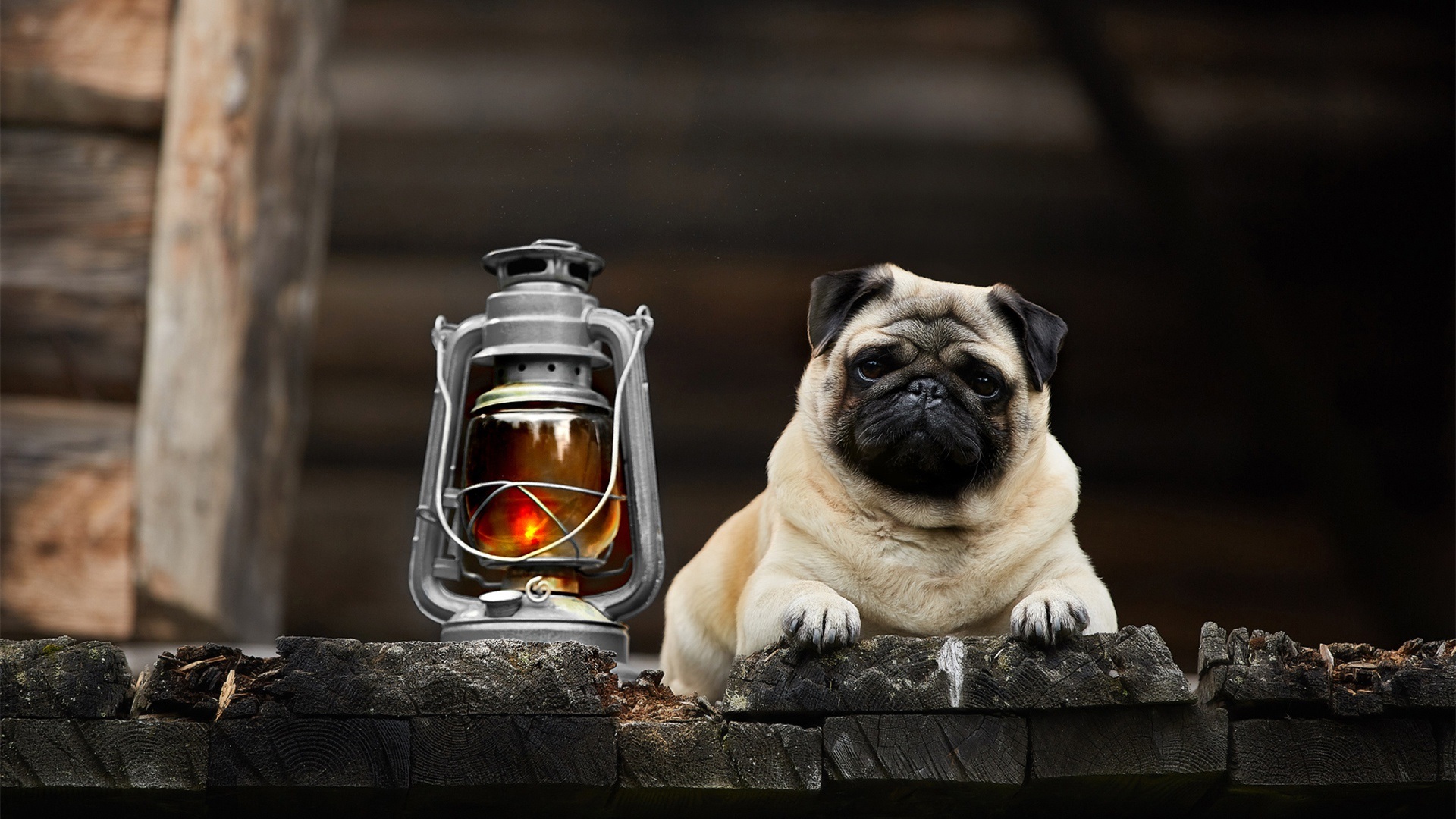 汪星人,哈巴狗,煤油灯