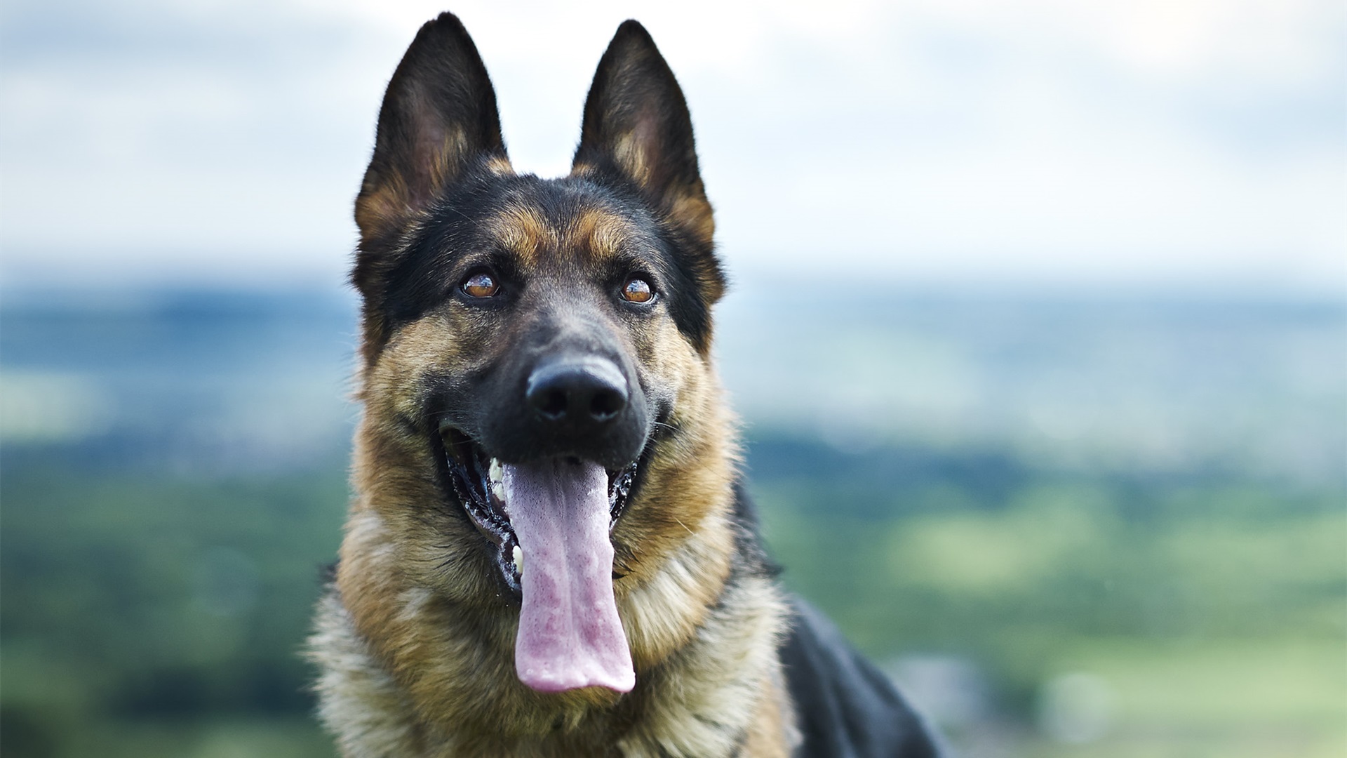 汪星人,狼狗,狗舌头