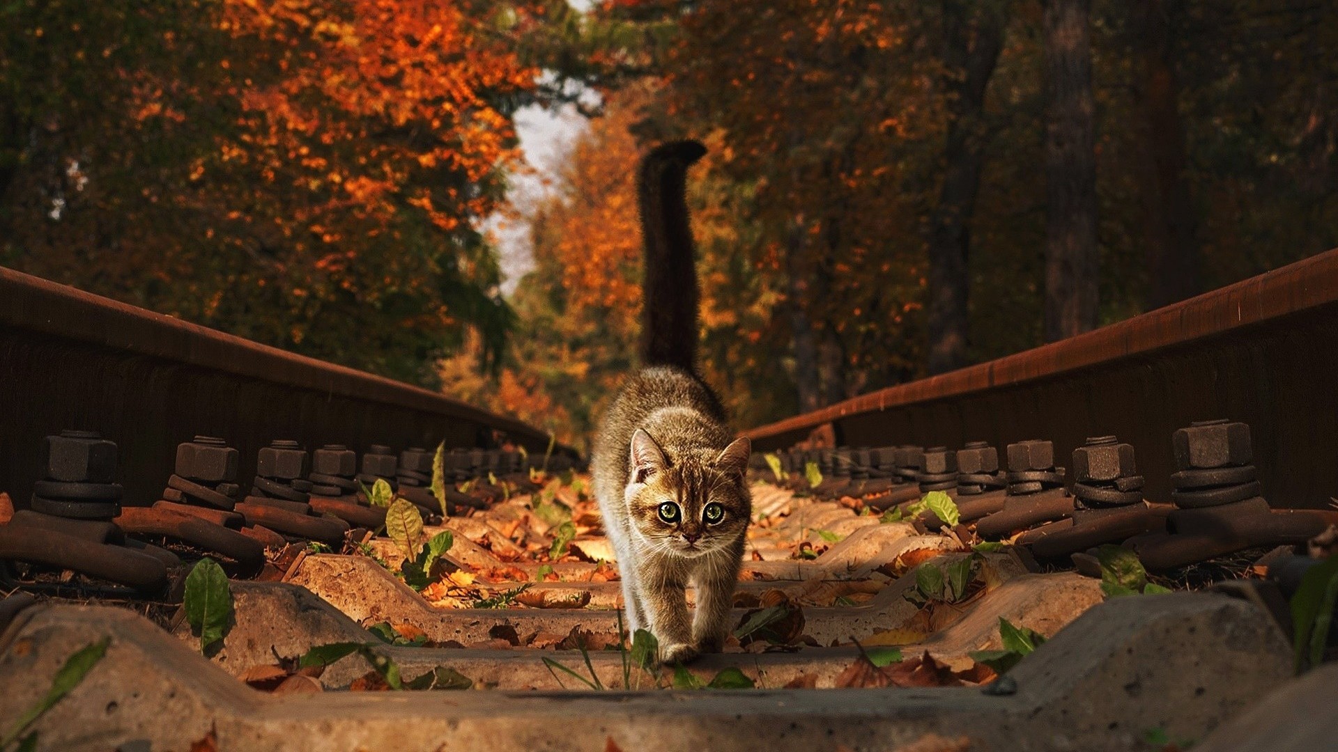 喵星人,秋天,树叶,猫