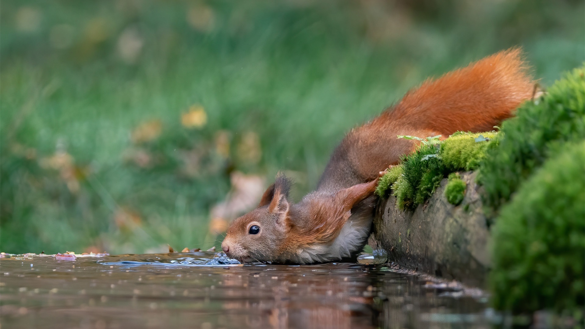 野生动物,松鼠喝水
