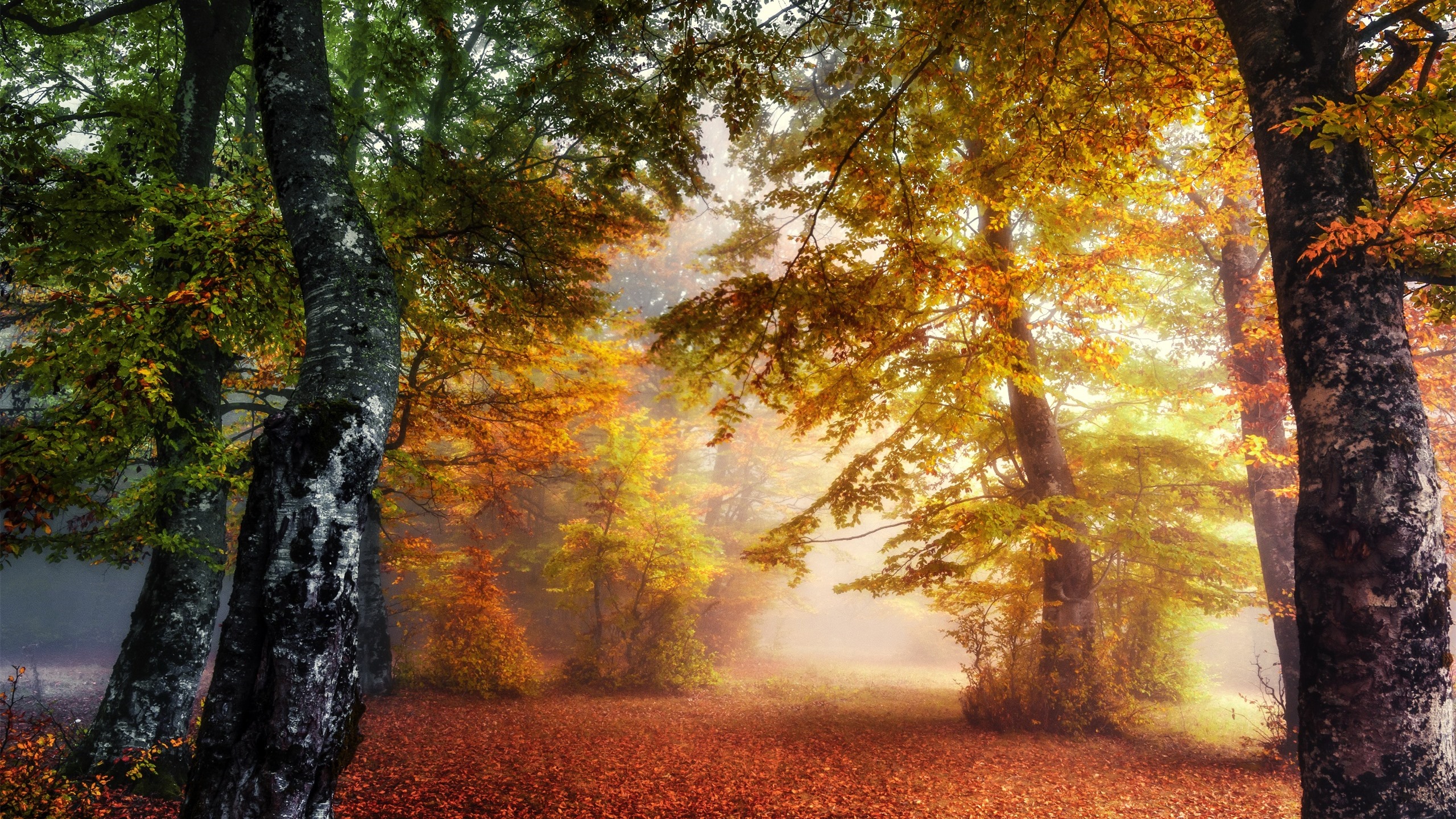 秋意正浓,树林,落叶