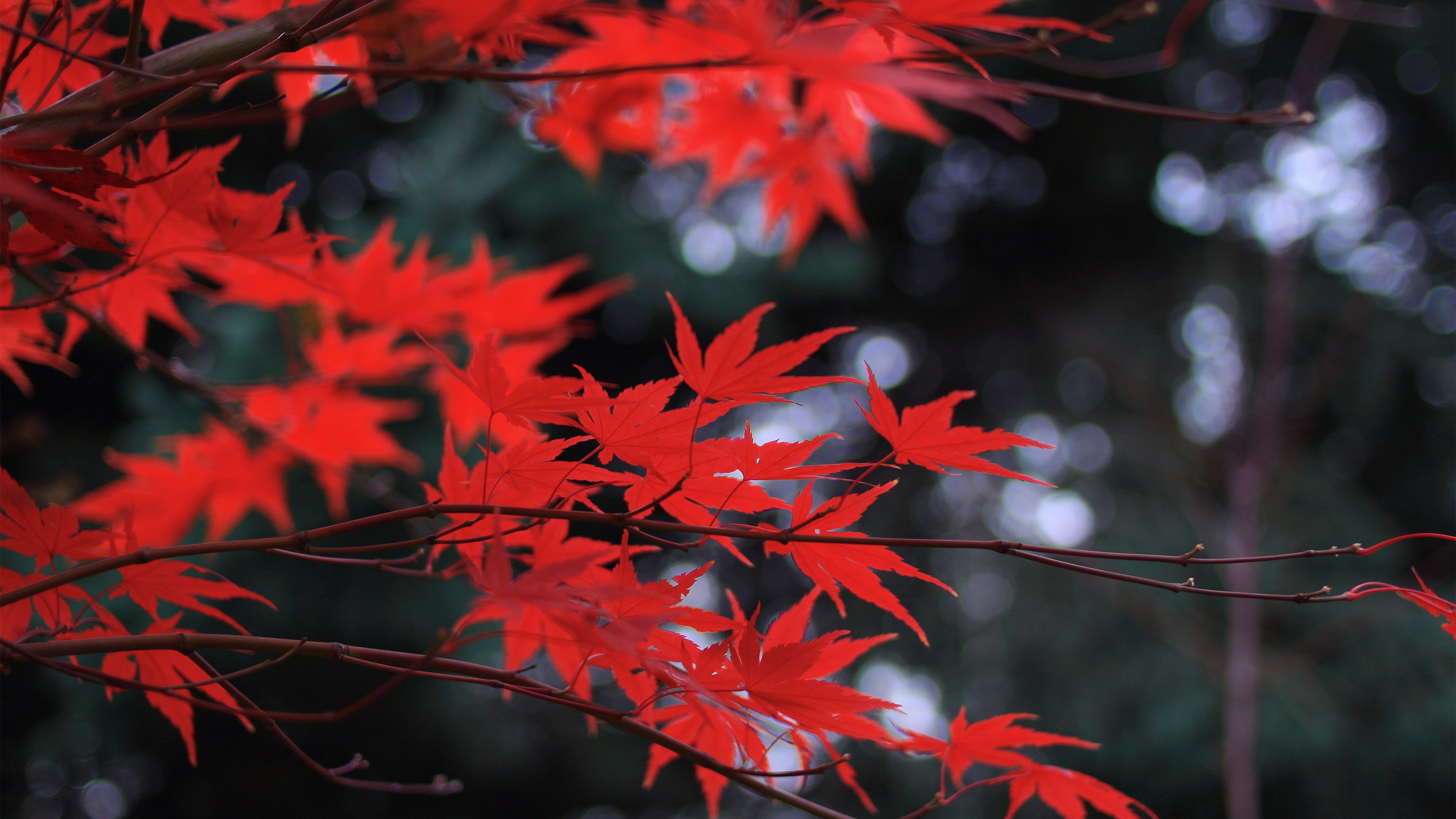 红叶,红枫,枫树,秋