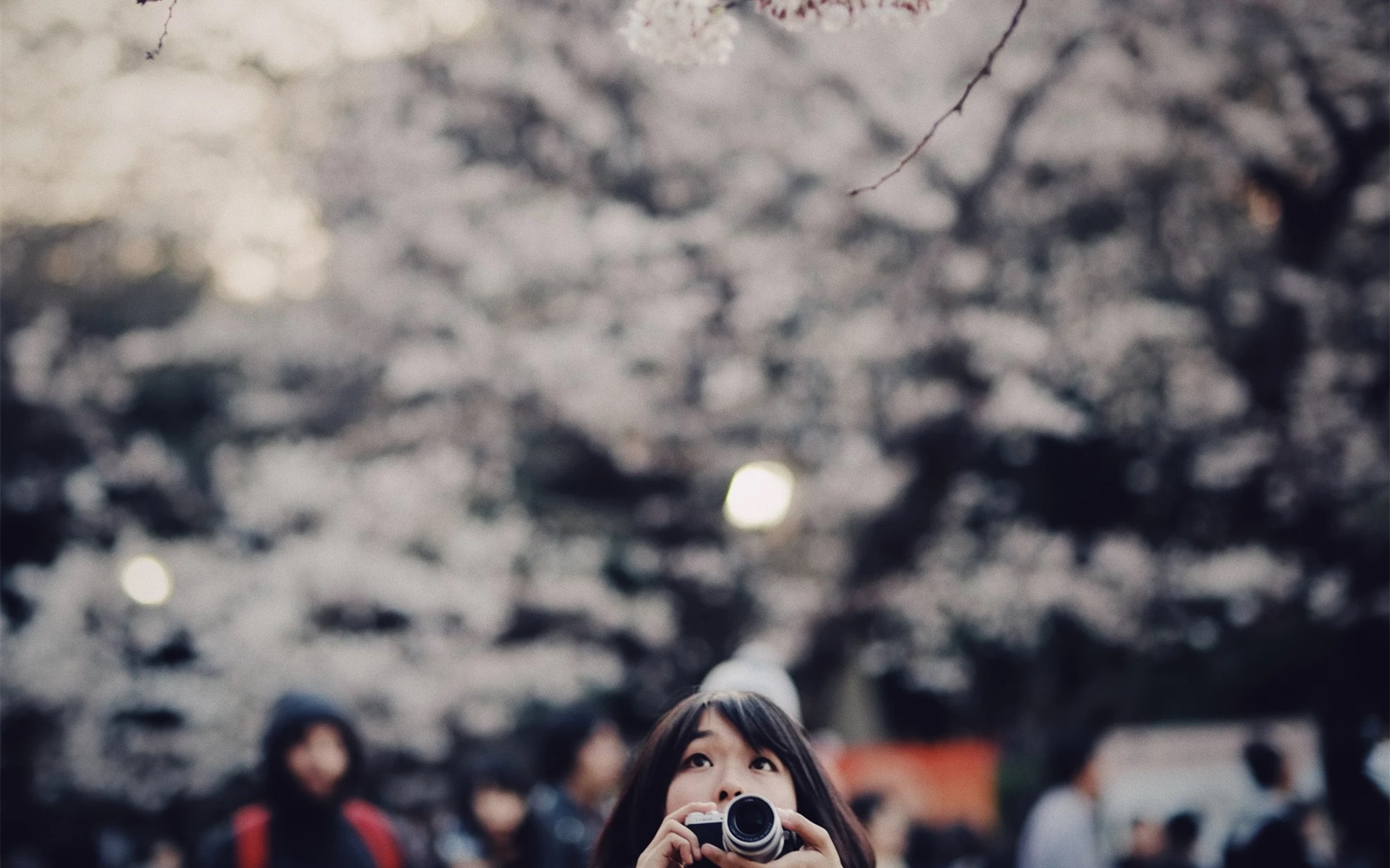 清新淡雅,拍照,樱花