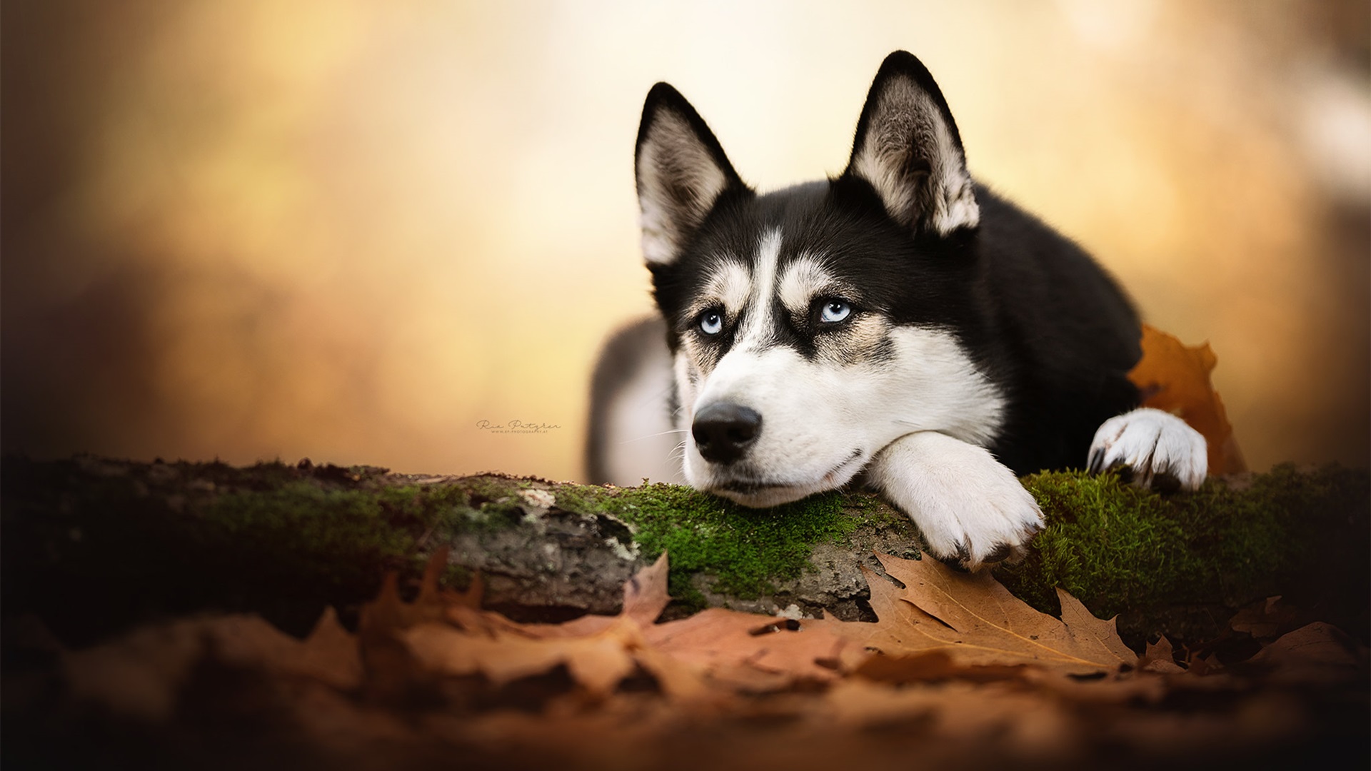 汪星人,哈士奇,秋天,傻狗