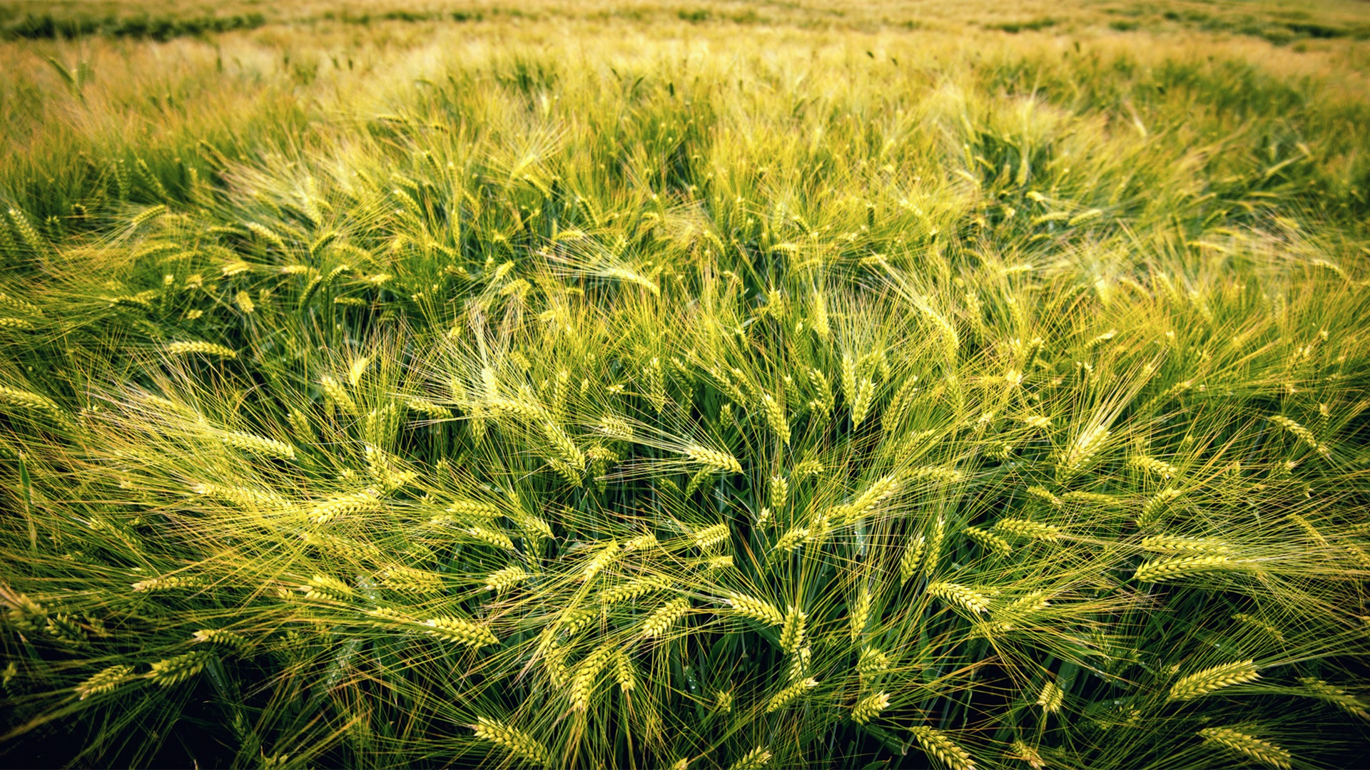 秋意正浓,麦子,麦田