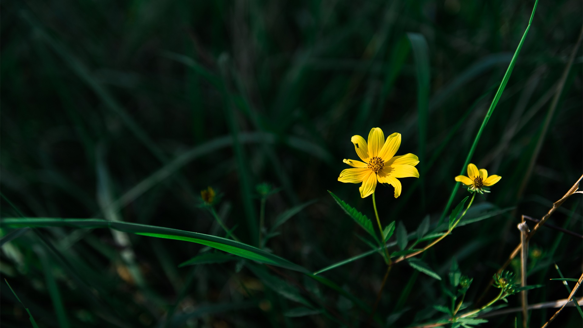 护眼壁纸,野菊,绿色