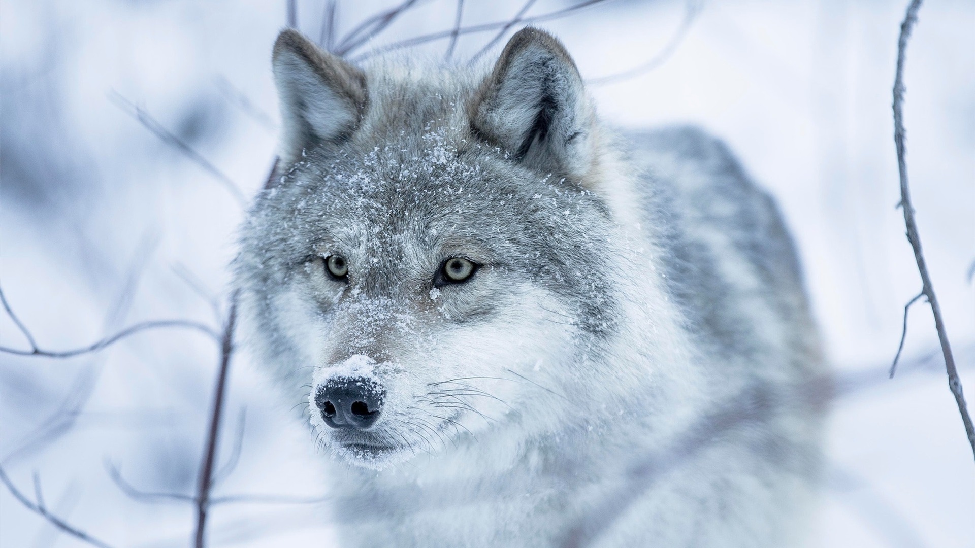 野生动物,狼,雪狼