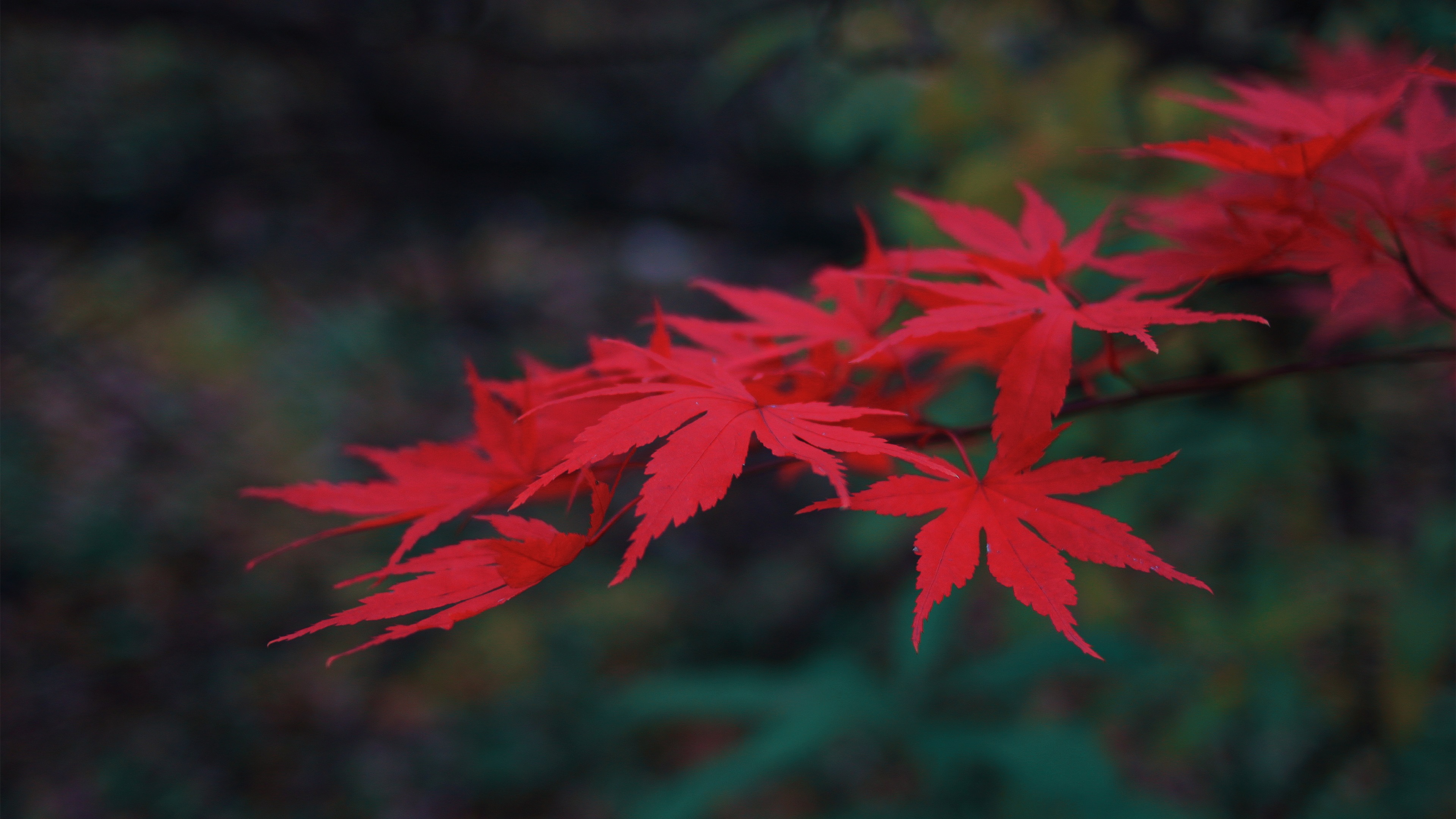 清新淡雅,红枫,树叶,秋