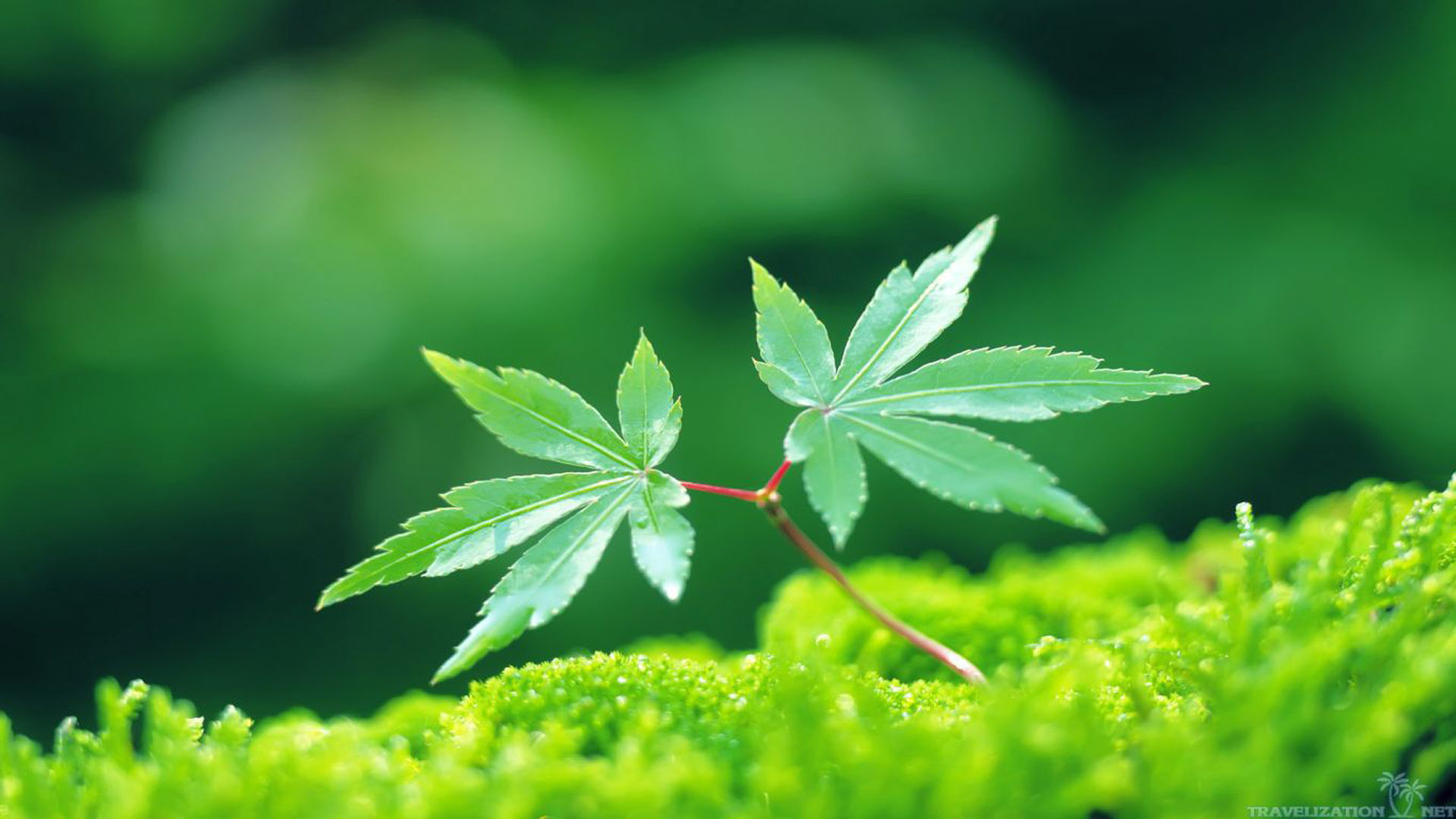 护眼壁纸,树叶,嫩芽,青苔