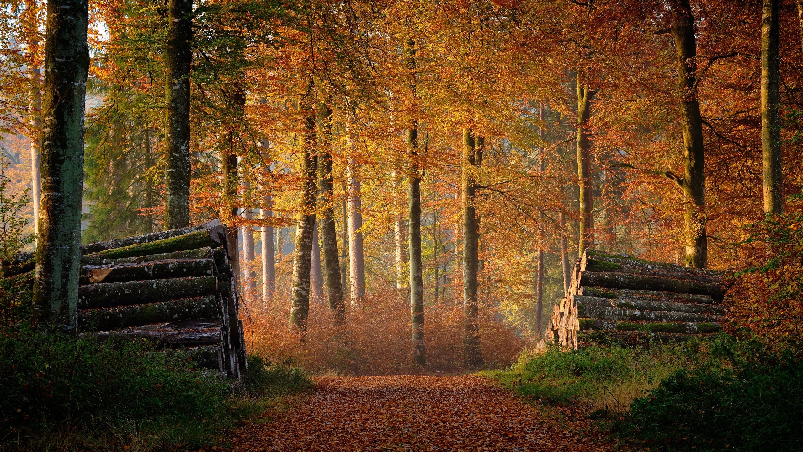 秋意正浓,树林,伐木,木场