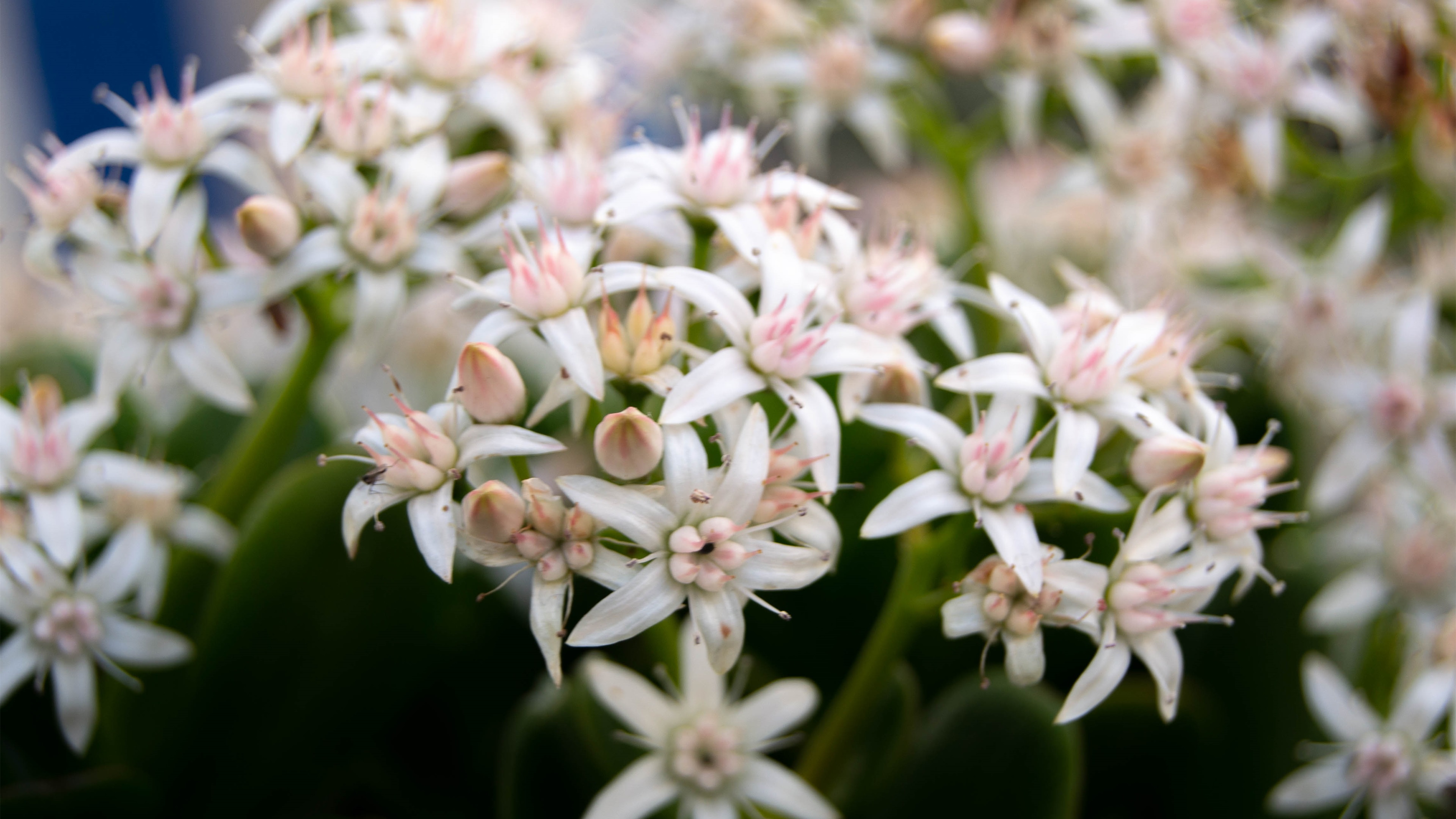 娇艳欲滴,兰花,碎花