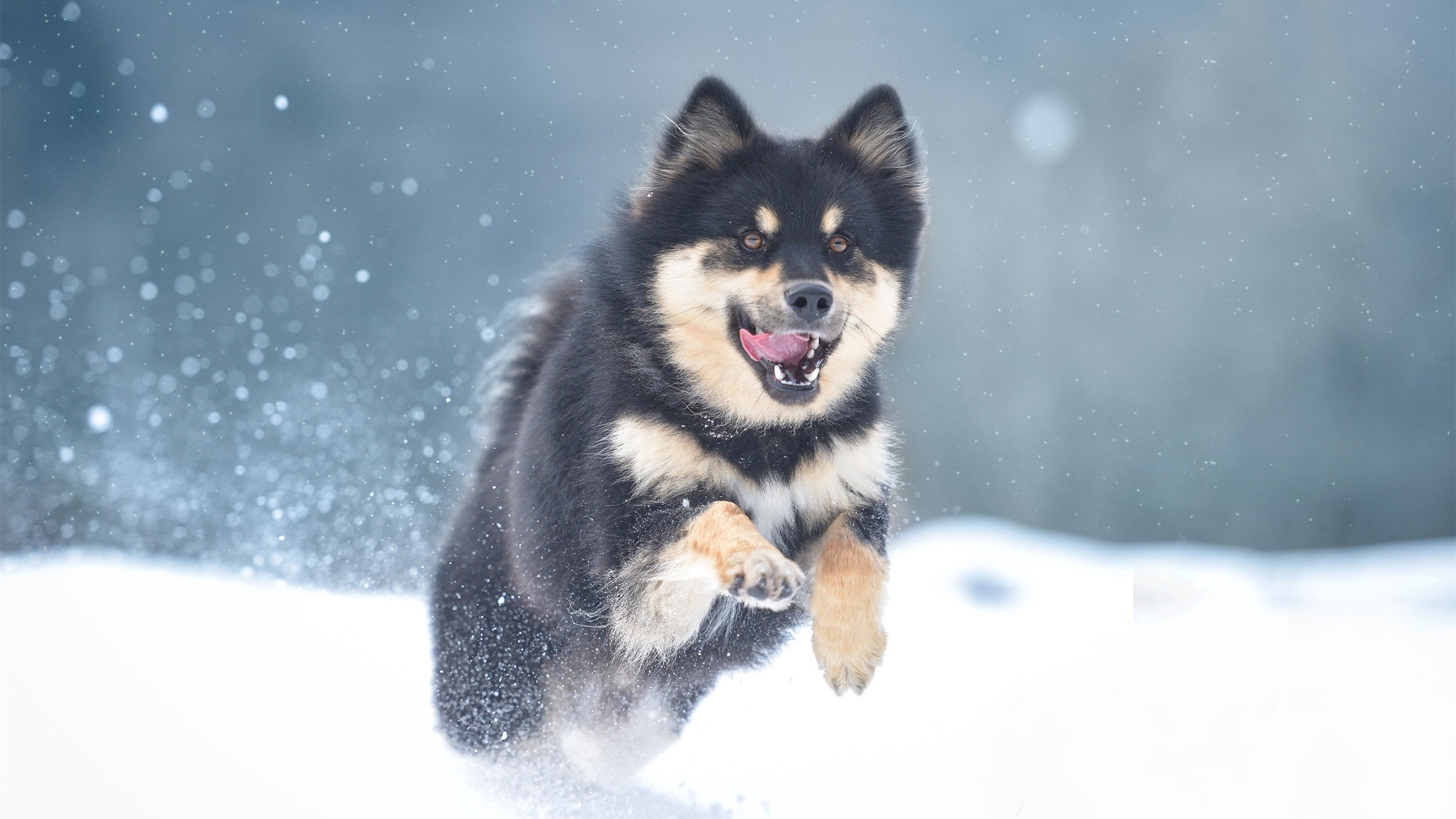 汪星人,雪地,哈士奇,雪橇犬