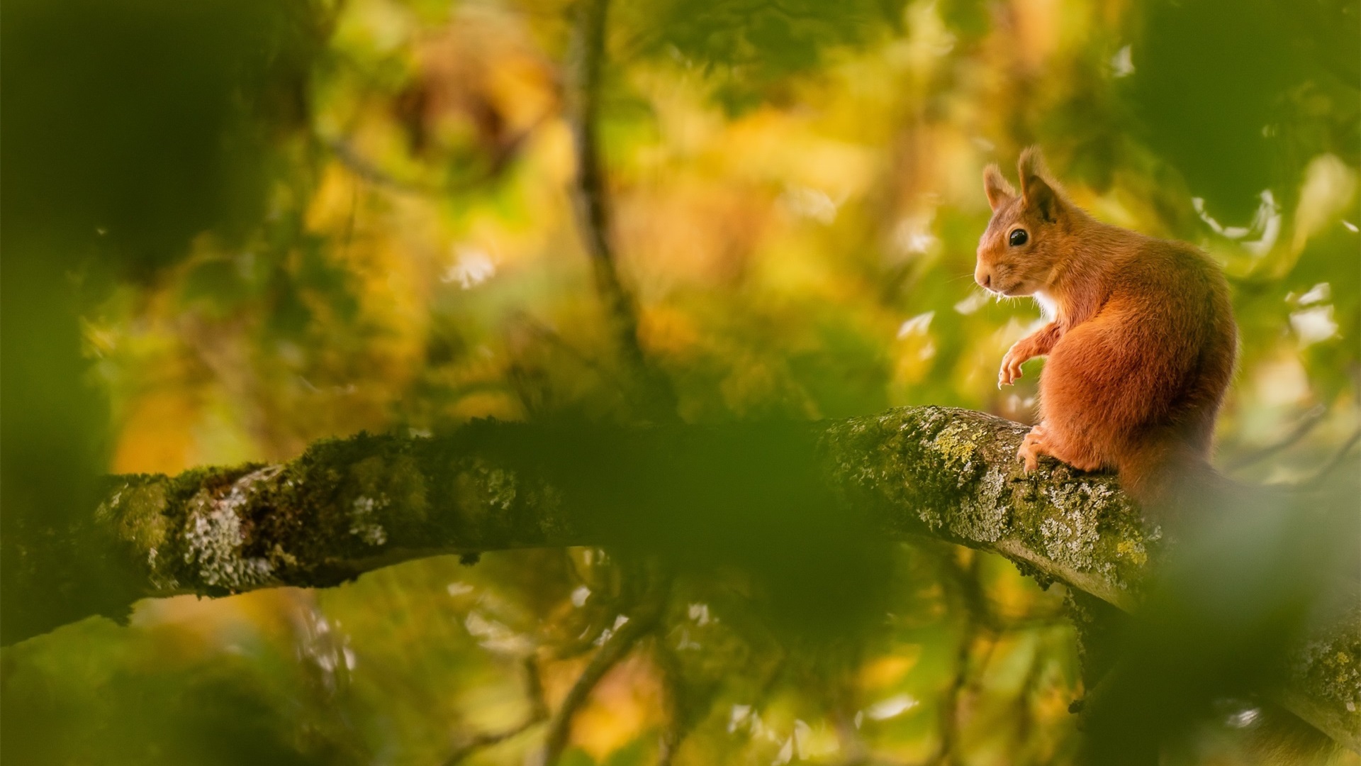 野生动物,松鼠,可爱小动物