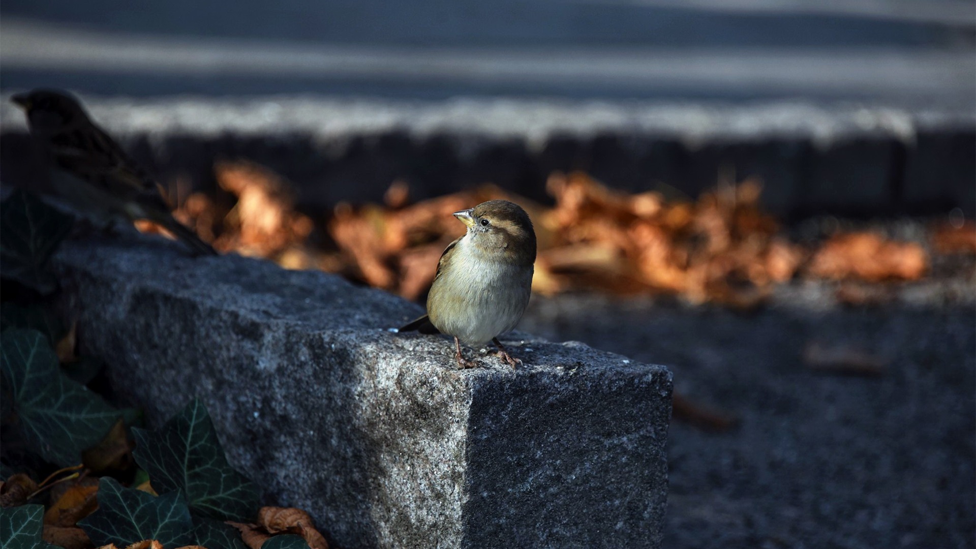 野生动物,小鸟,雀