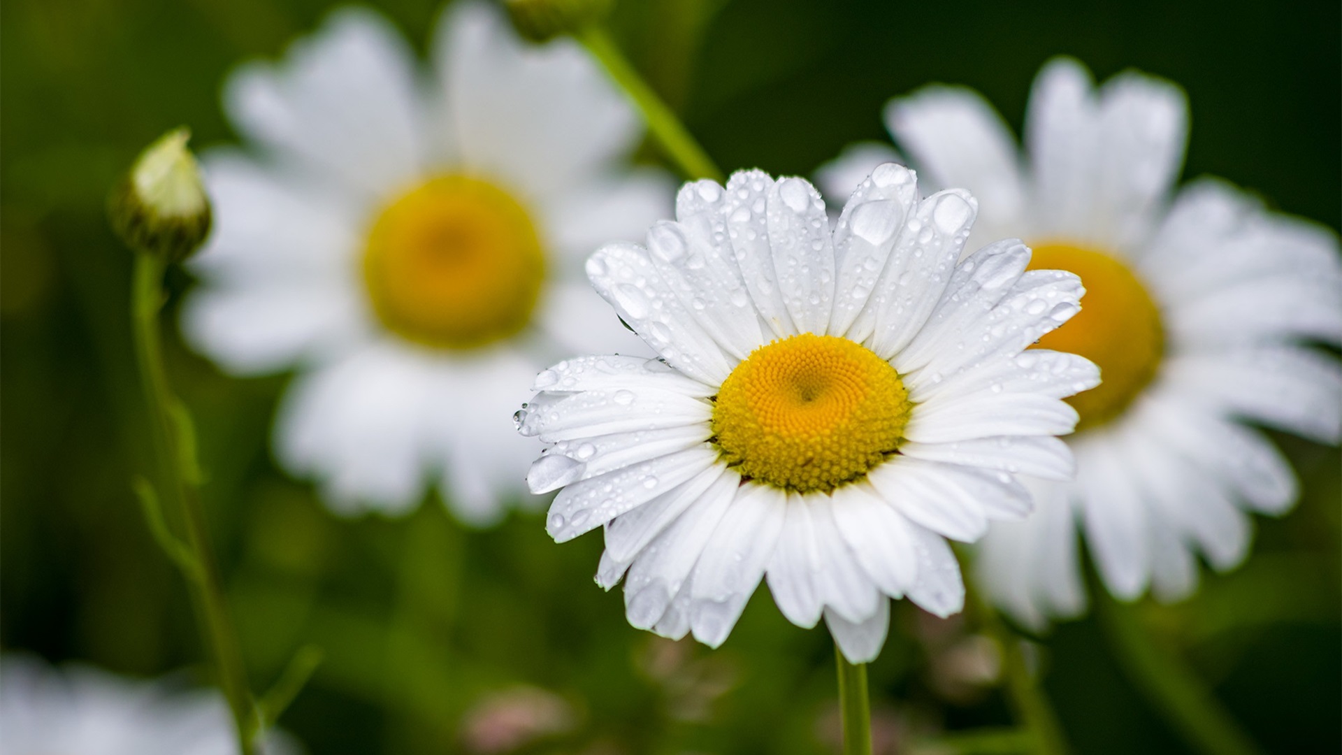 娇艳欲滴,雏菊,木春菊