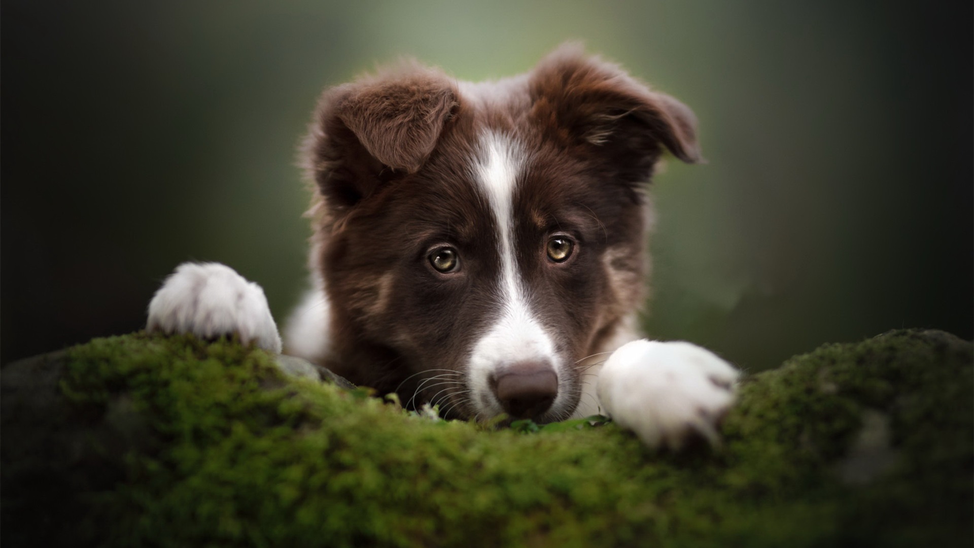 汪星人,凝视,小眼神