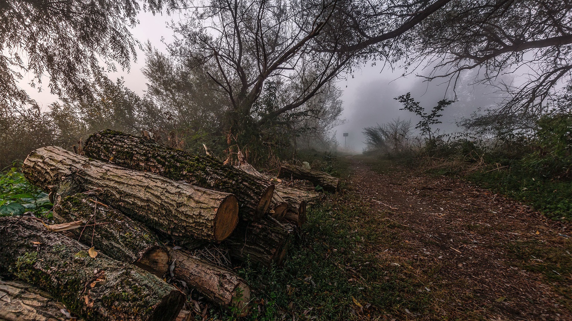 自然风光,林场,伐木,木头