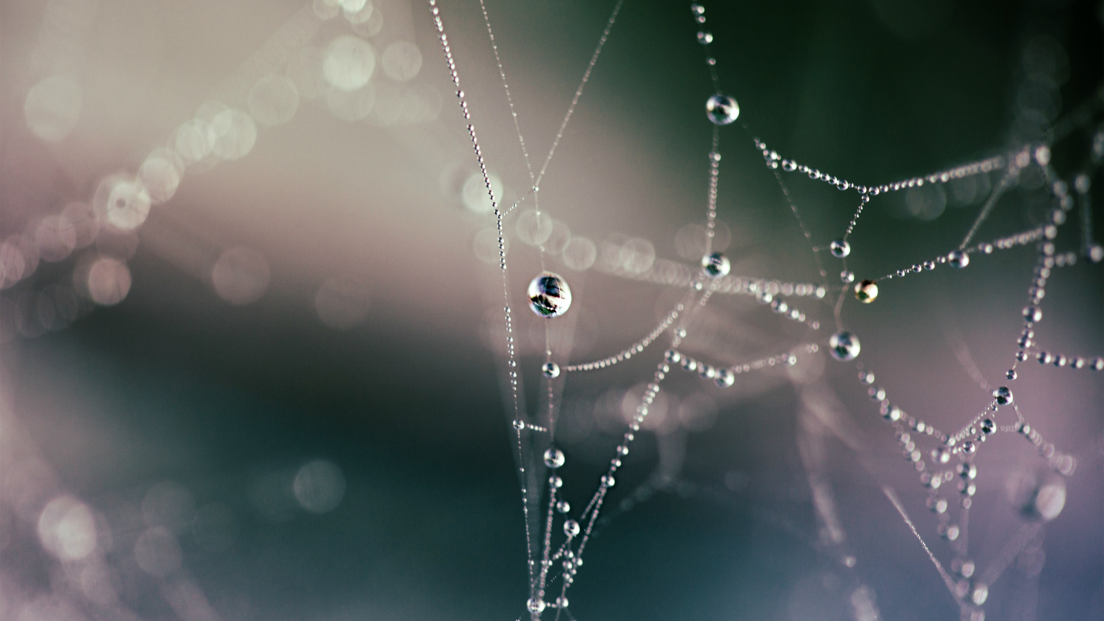 蜘蛛网,清晨,露水