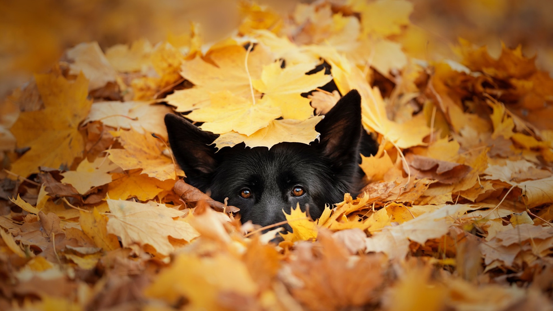 汪星人,落叶,梧桐