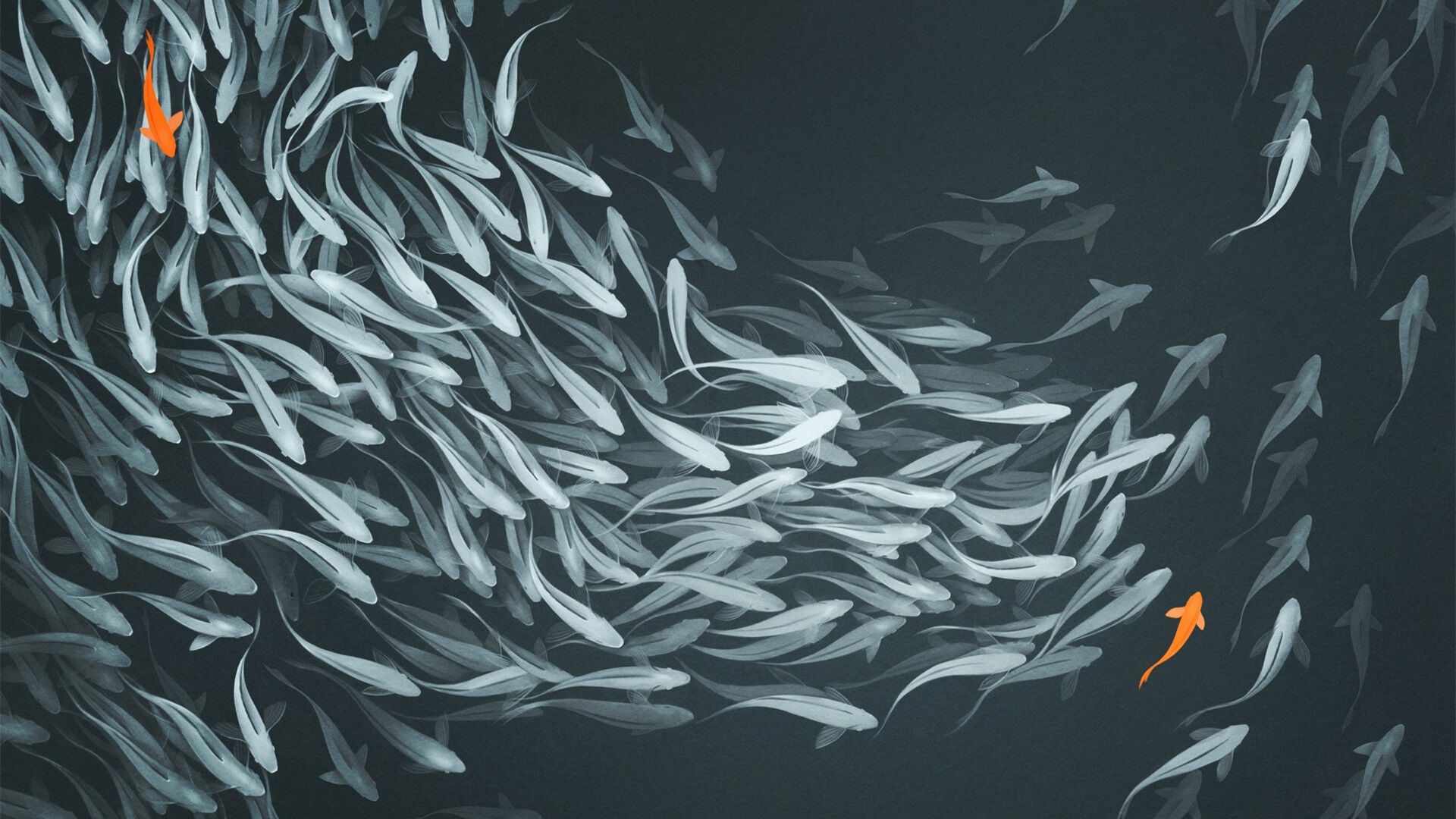 锦鲤,鱼群,抽象