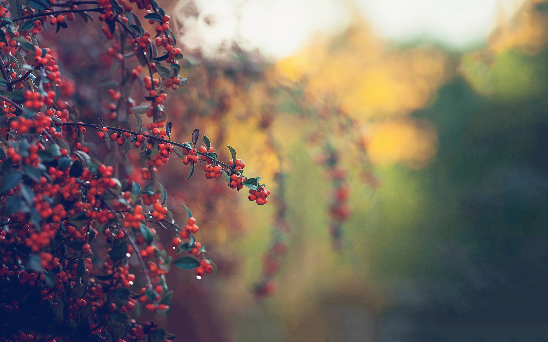 静物写真,山楂,清晨