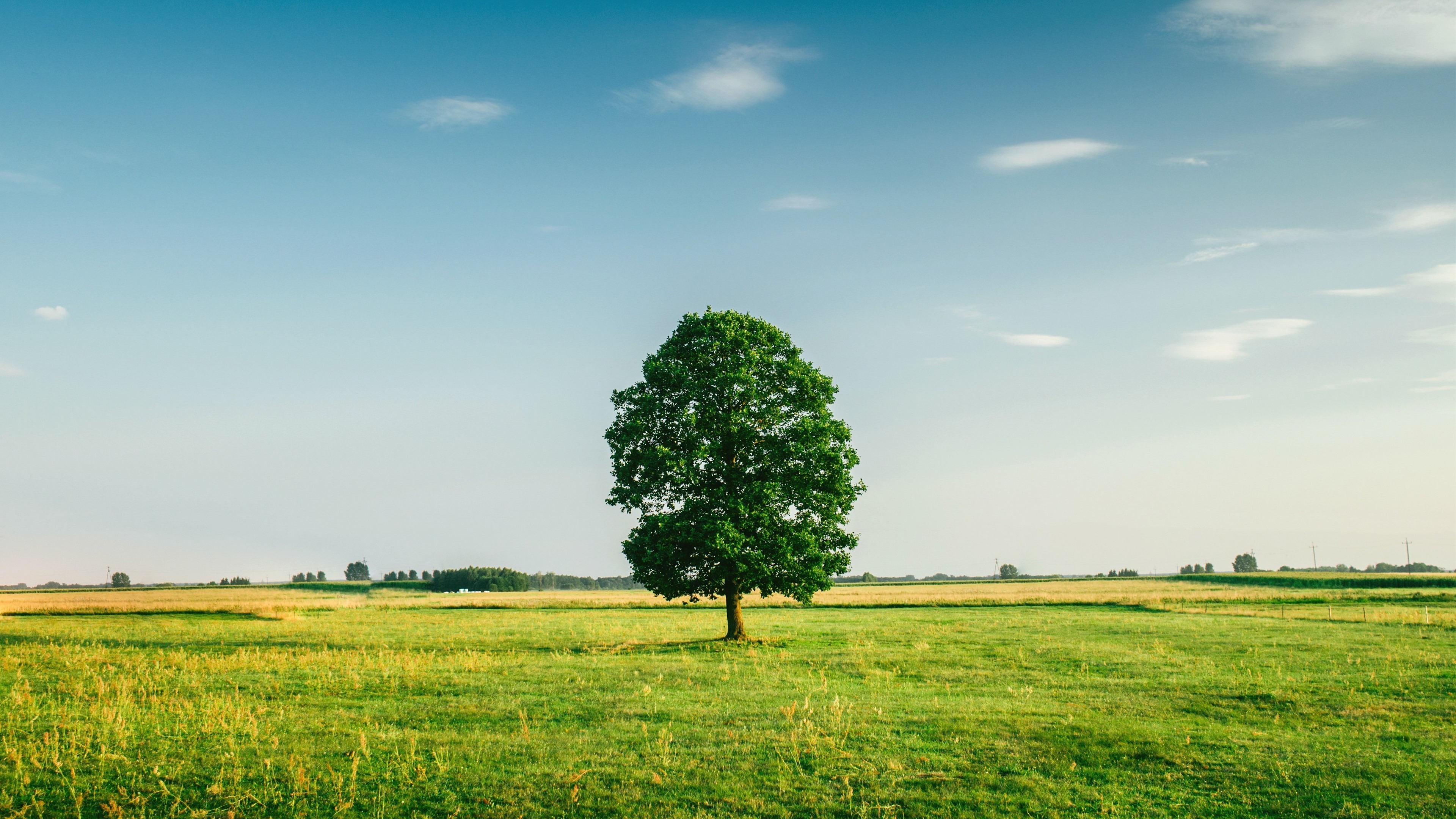 一棵树,草原,原野