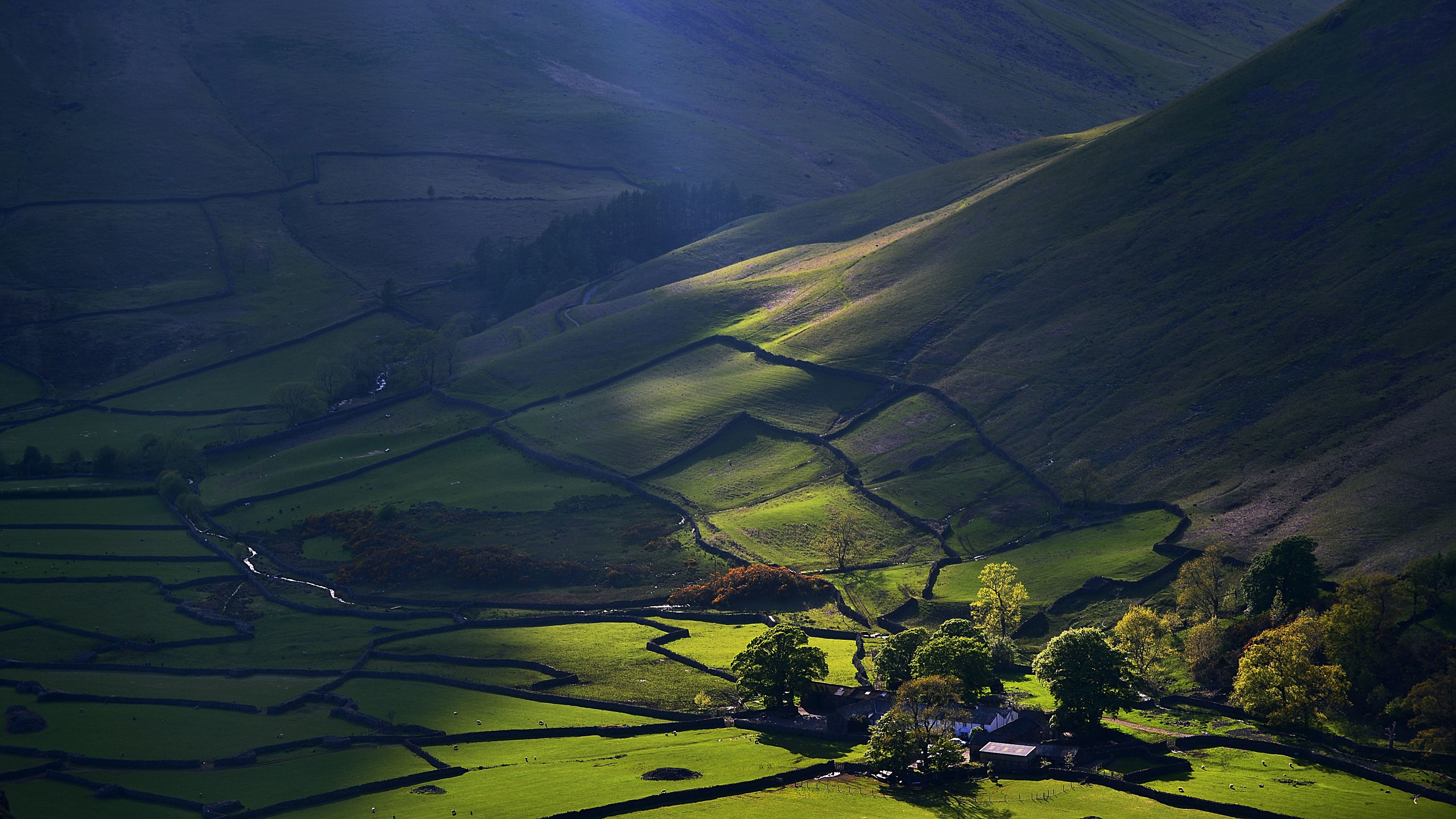 春意盎然,草原,护眼