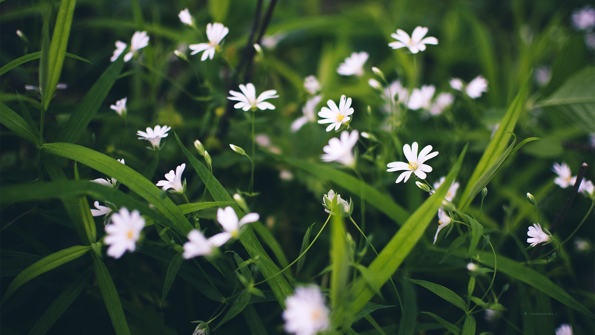娇艳欲滴,兰花,护眼,经典