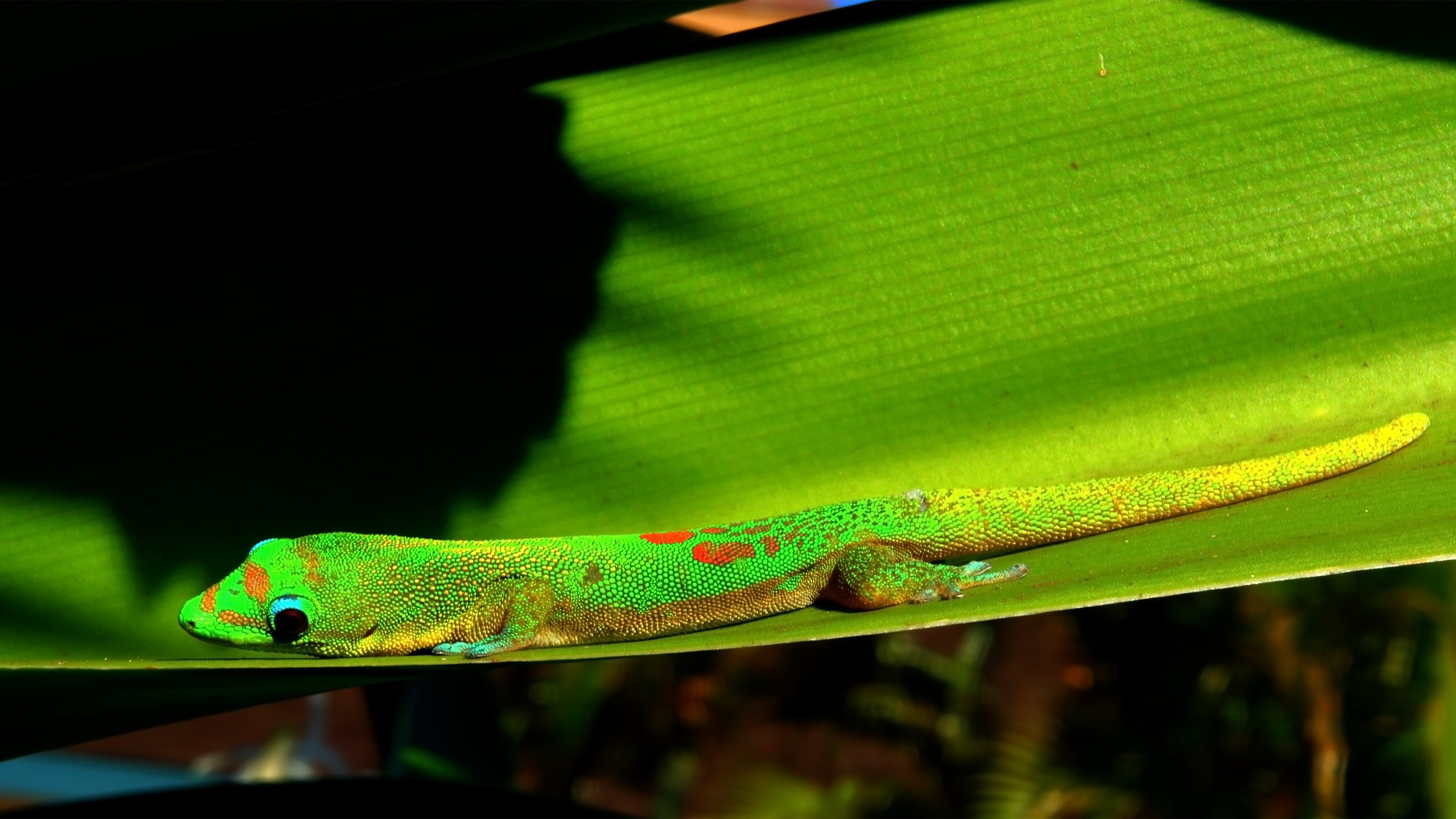 野生动物,变色龙,壁虎,两栖