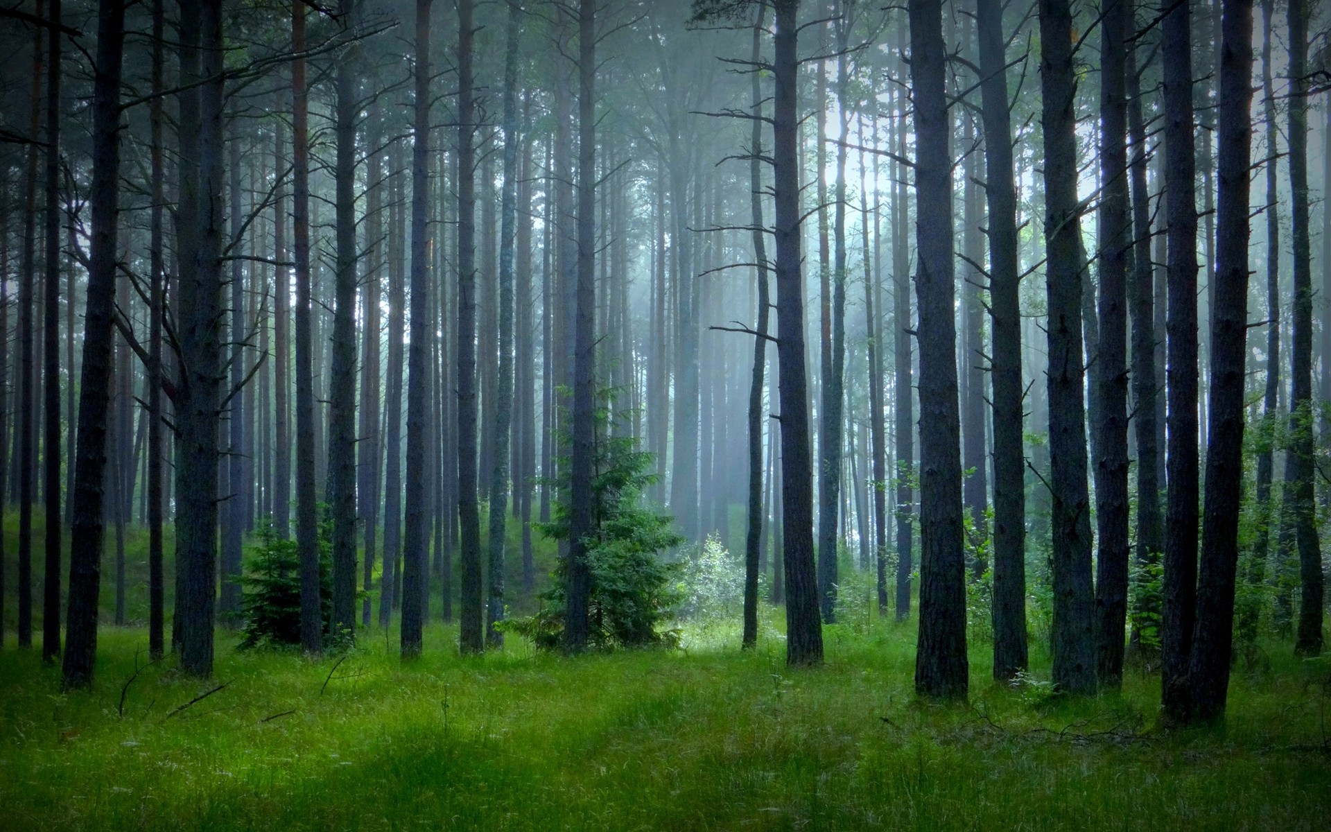 自然风光,树林,清晨