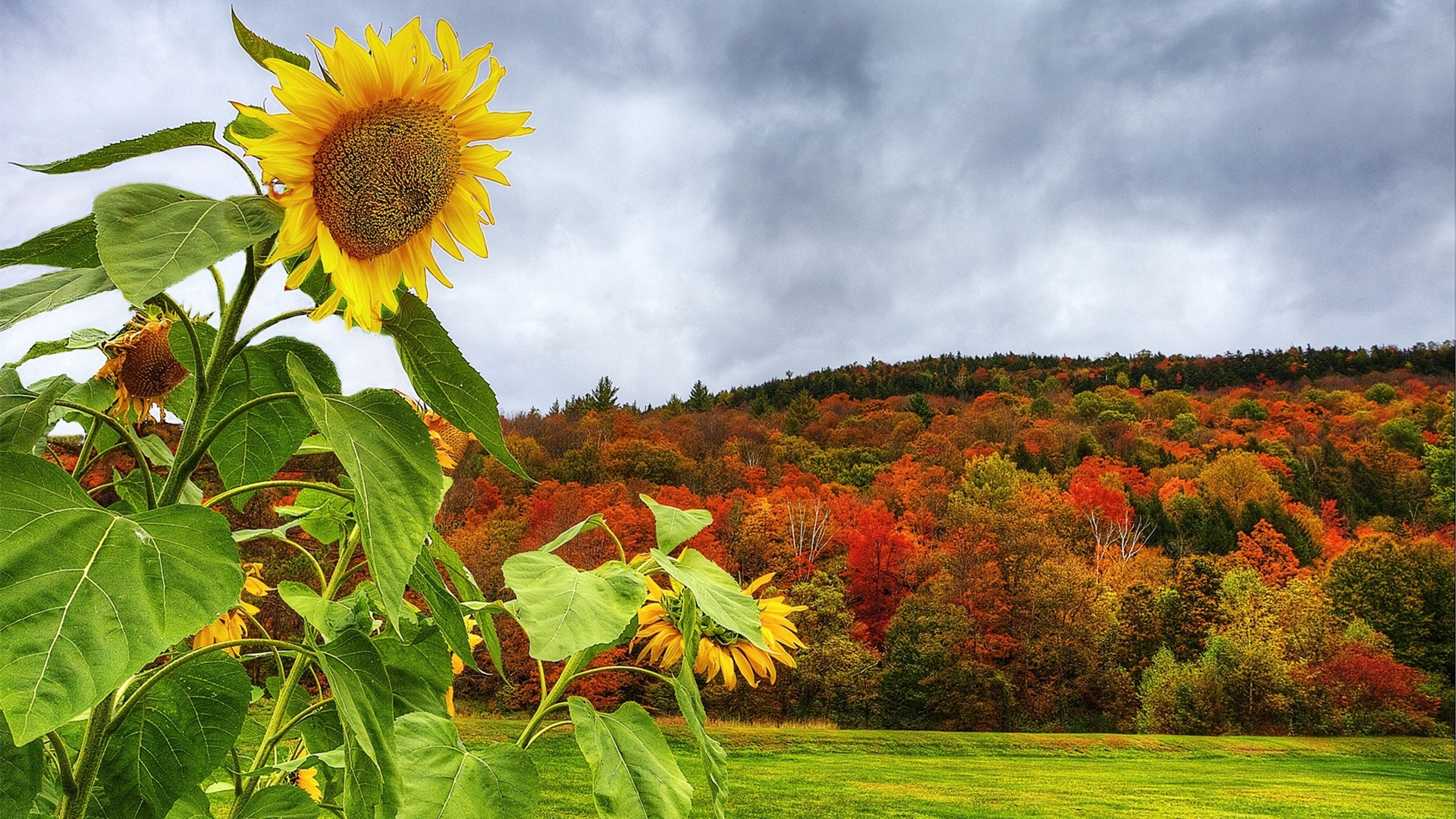 鸟语花香,向日葵,金秋