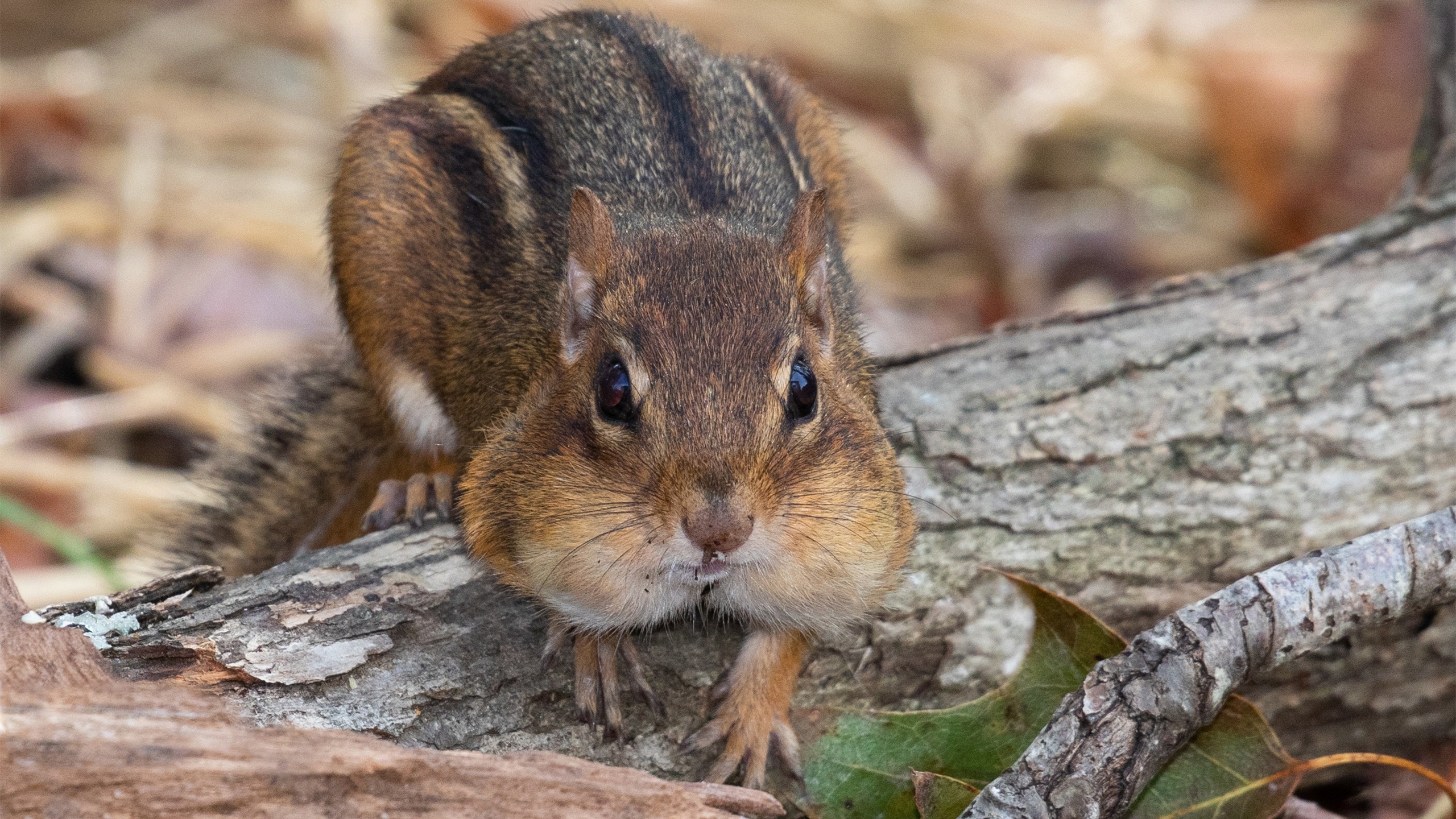 野生动物,松鼠,可爱