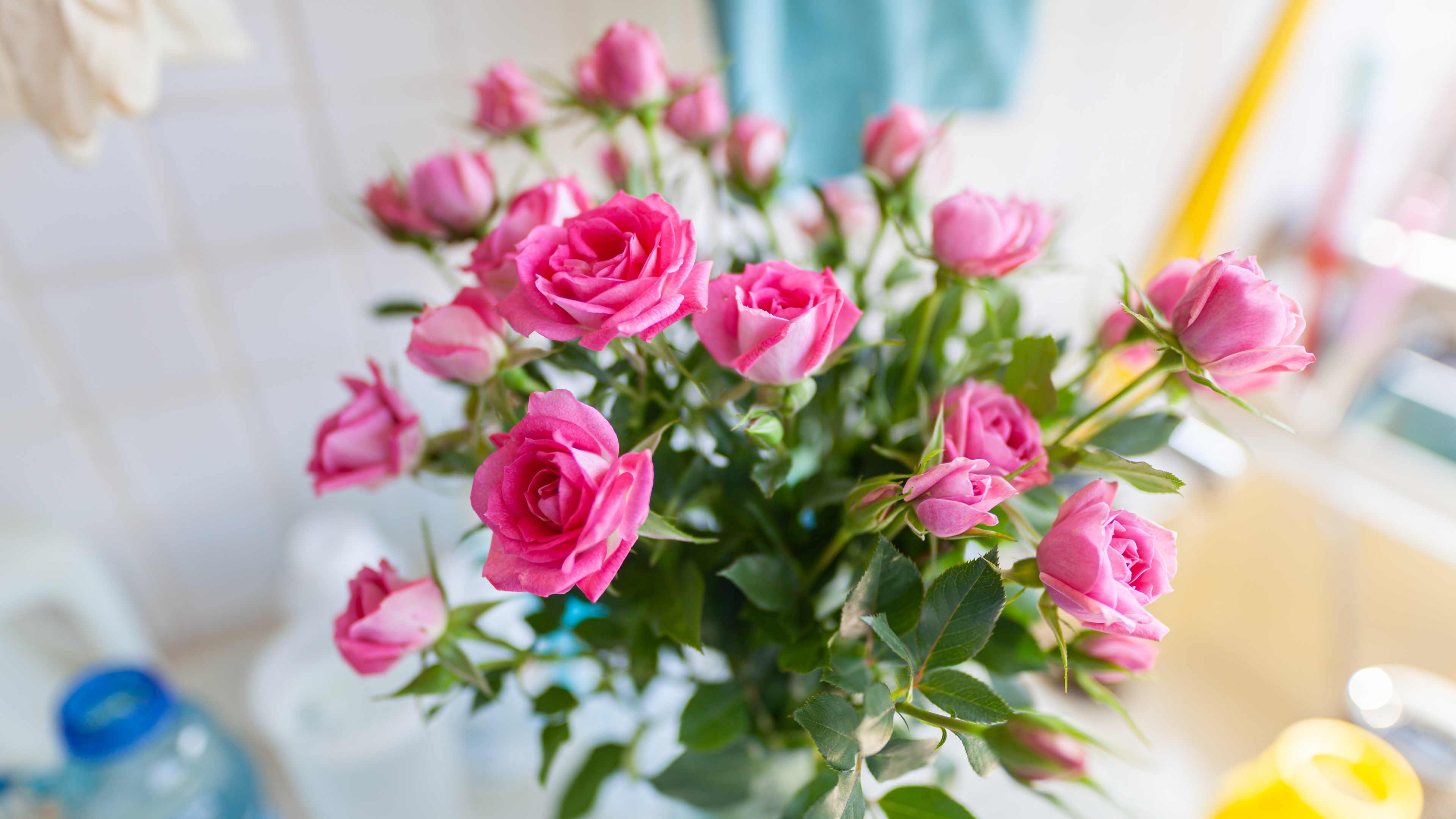 娇艳欲滴,玫瑰,月季,鲜花