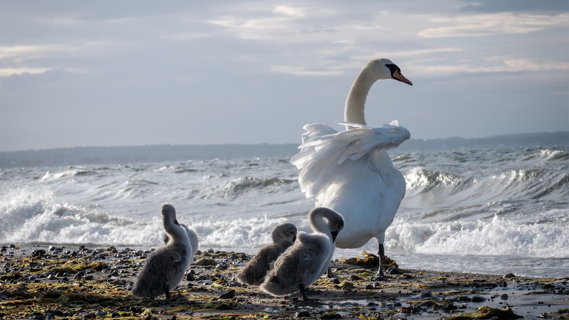 野生动物,天鹅,小天鹅,海浪