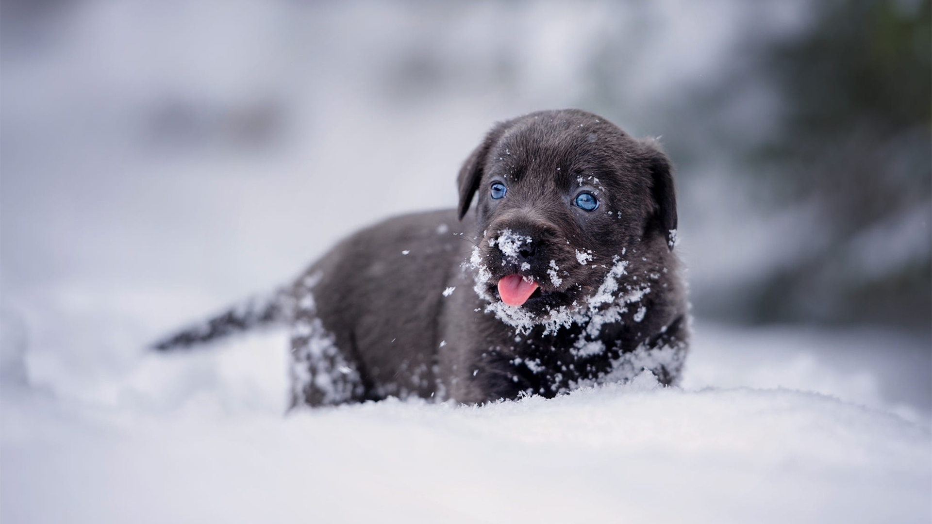 汪星人,雪地,小狗