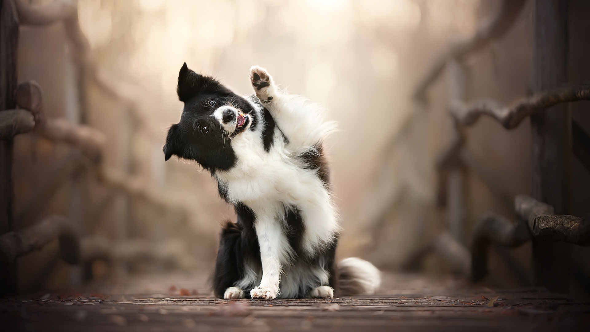 汪星人,招手,可爱