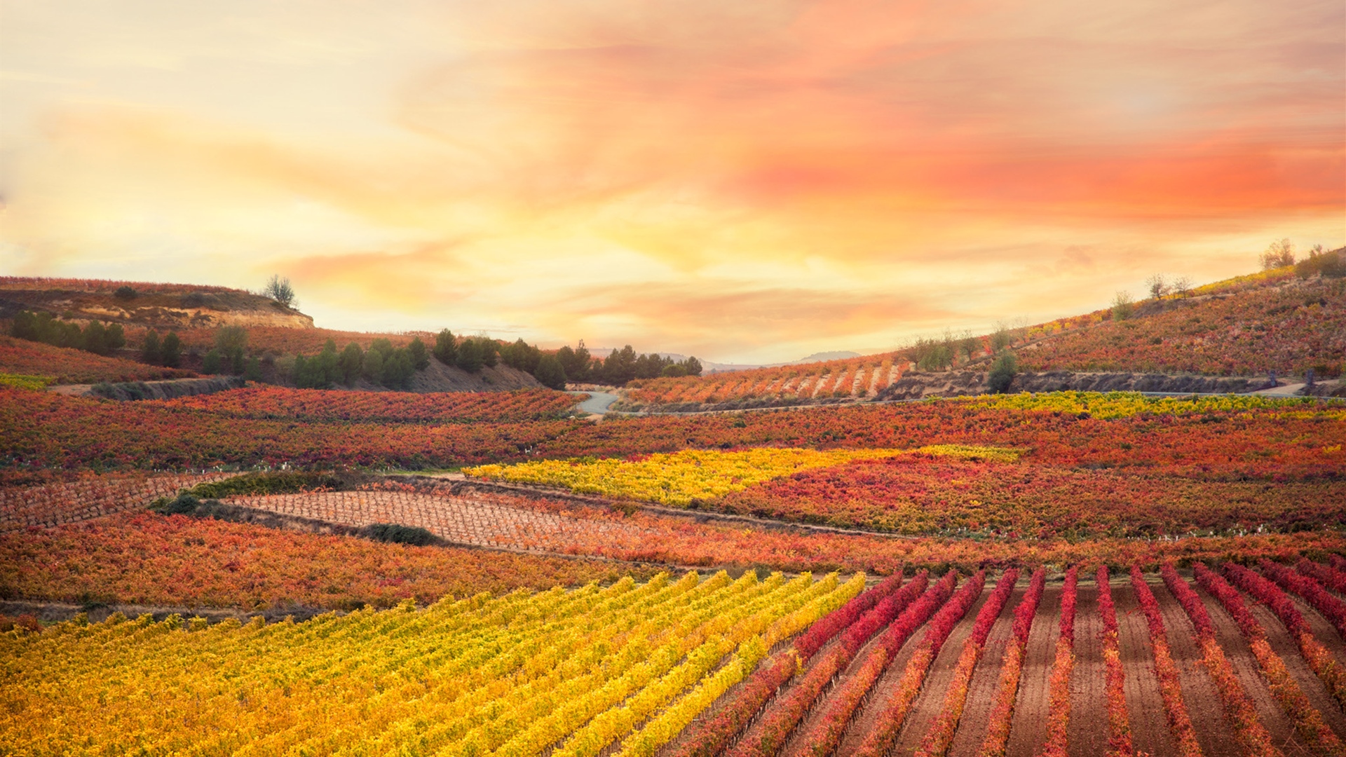 奇幻梦境,花田,花海