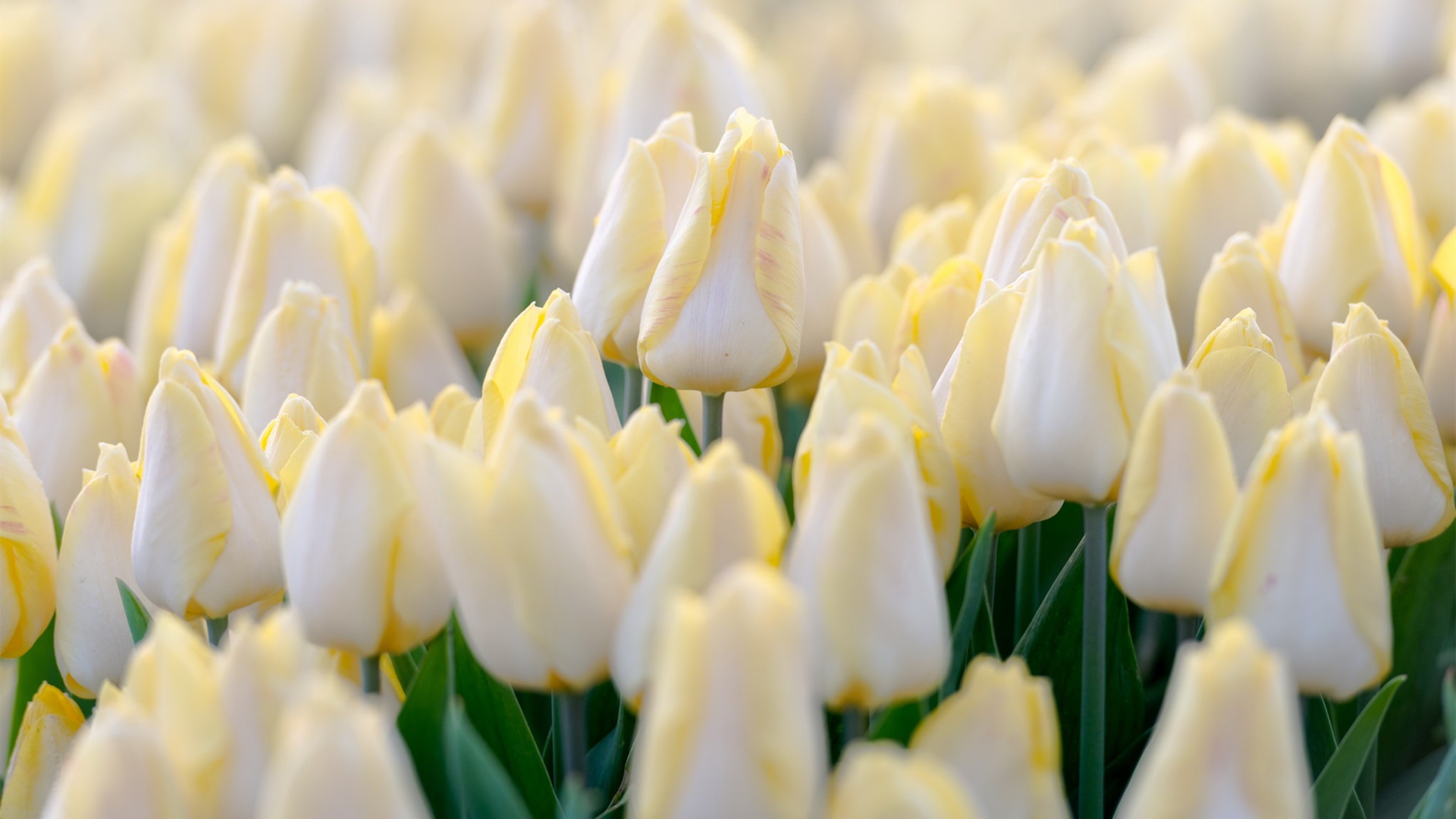 娇艳欲滴,郁金香