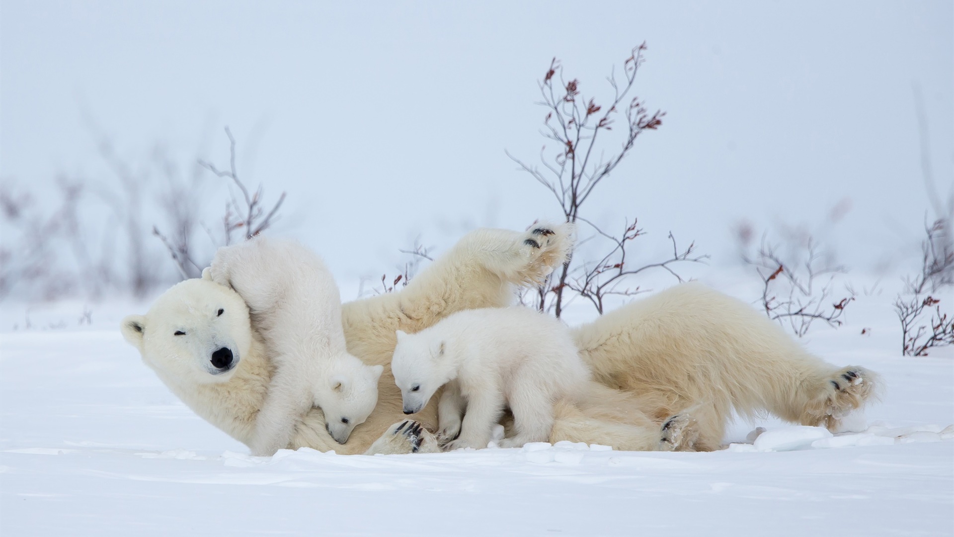 野生动物,北极熊,熊宝宝,熊妈妈