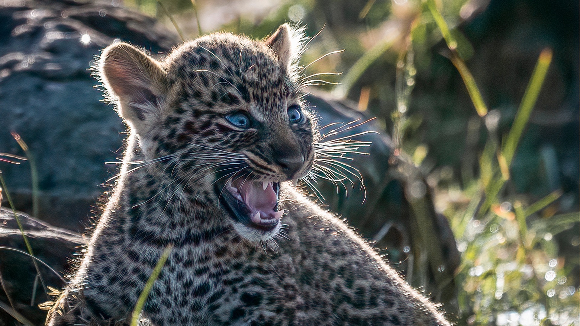 野生动物,小豹子,豹崽