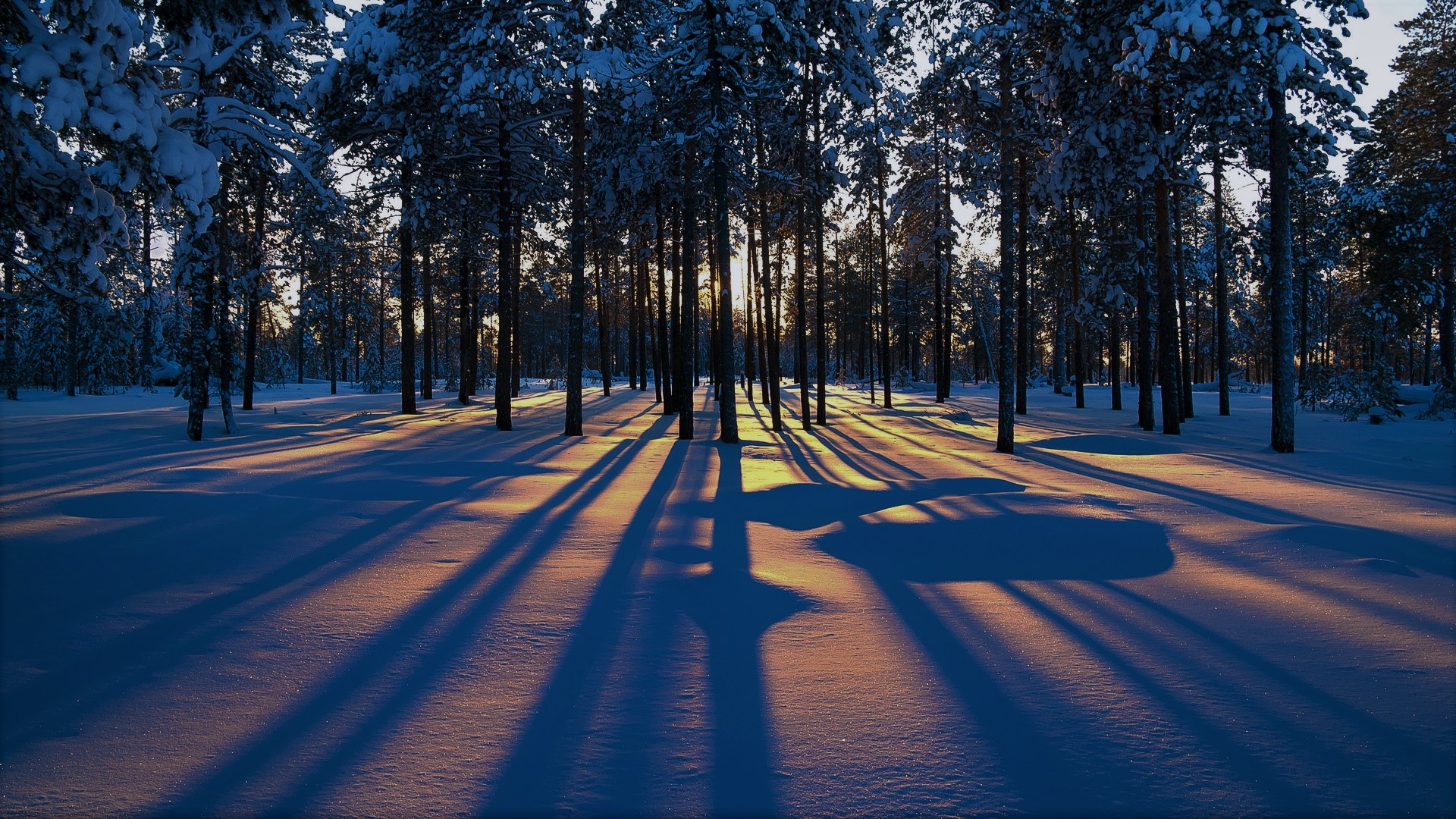 冰天雪地,树林,日出,冬